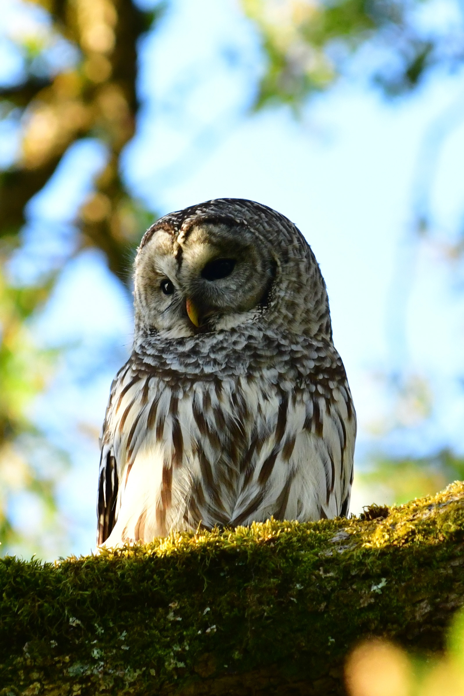 Nikon D850 + Nikkor 70-200mm f/2.8  ED, June 2025