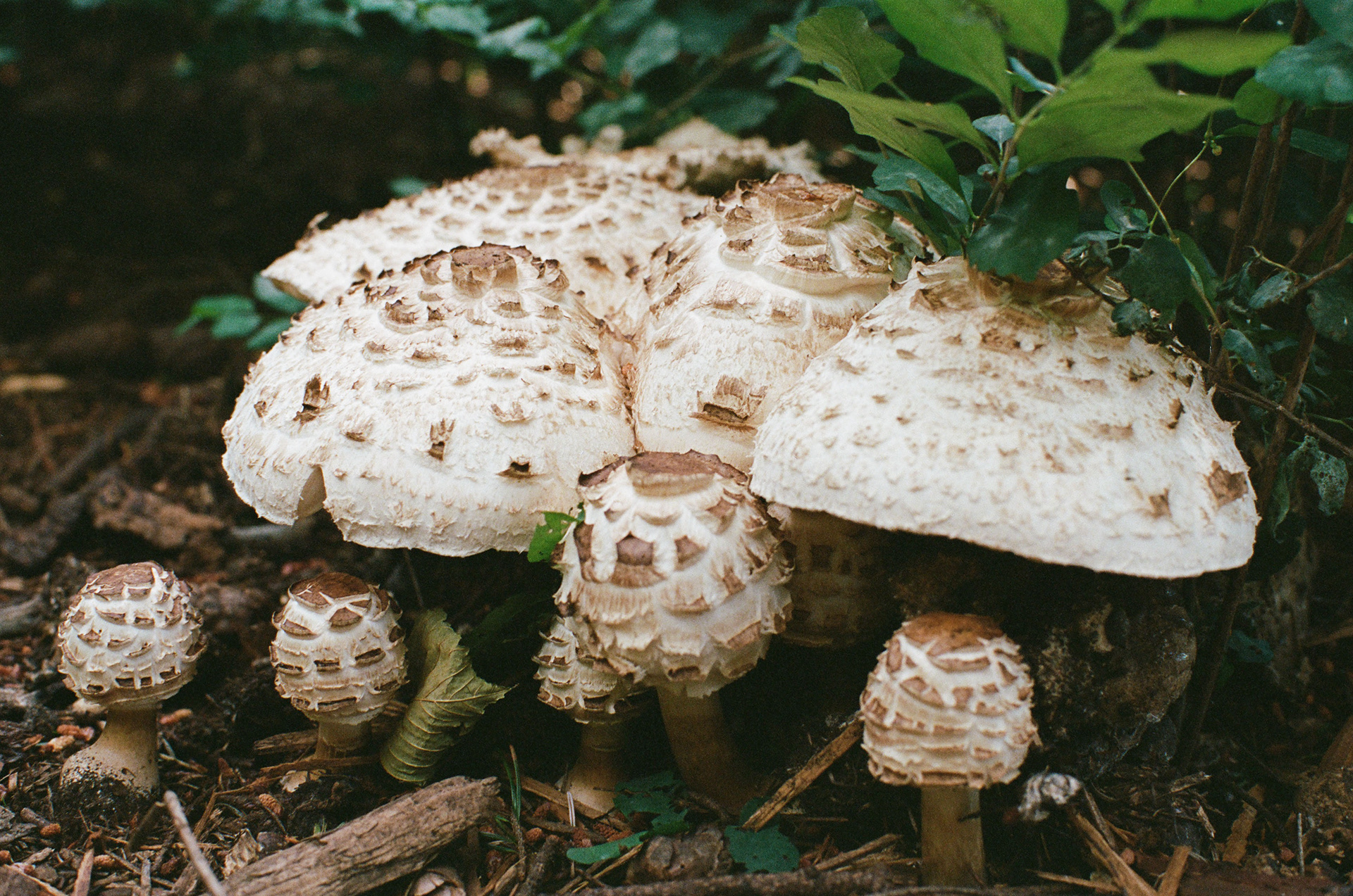 XX - June 2024, Portra 400