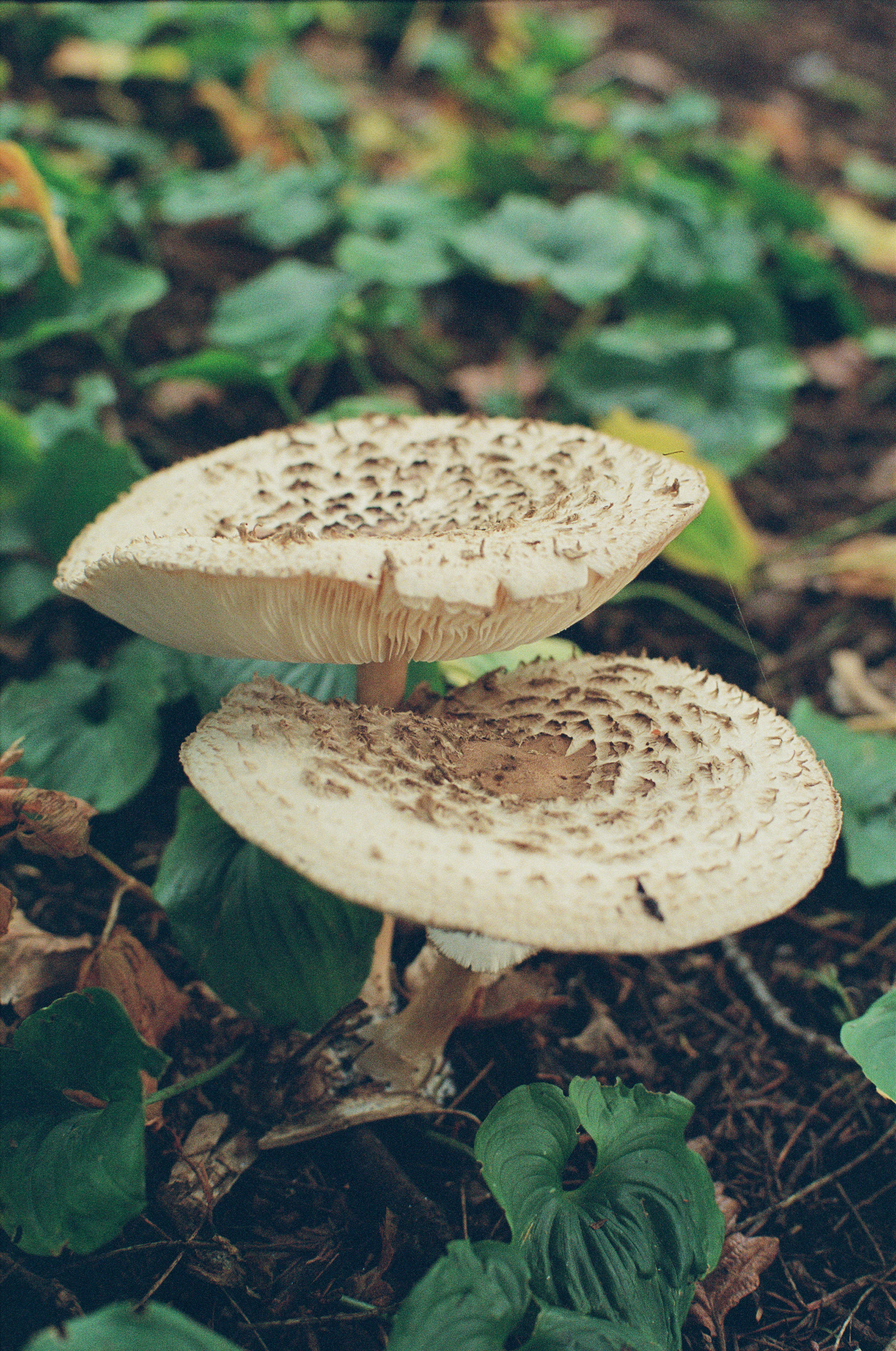 Portra 800, October 2024