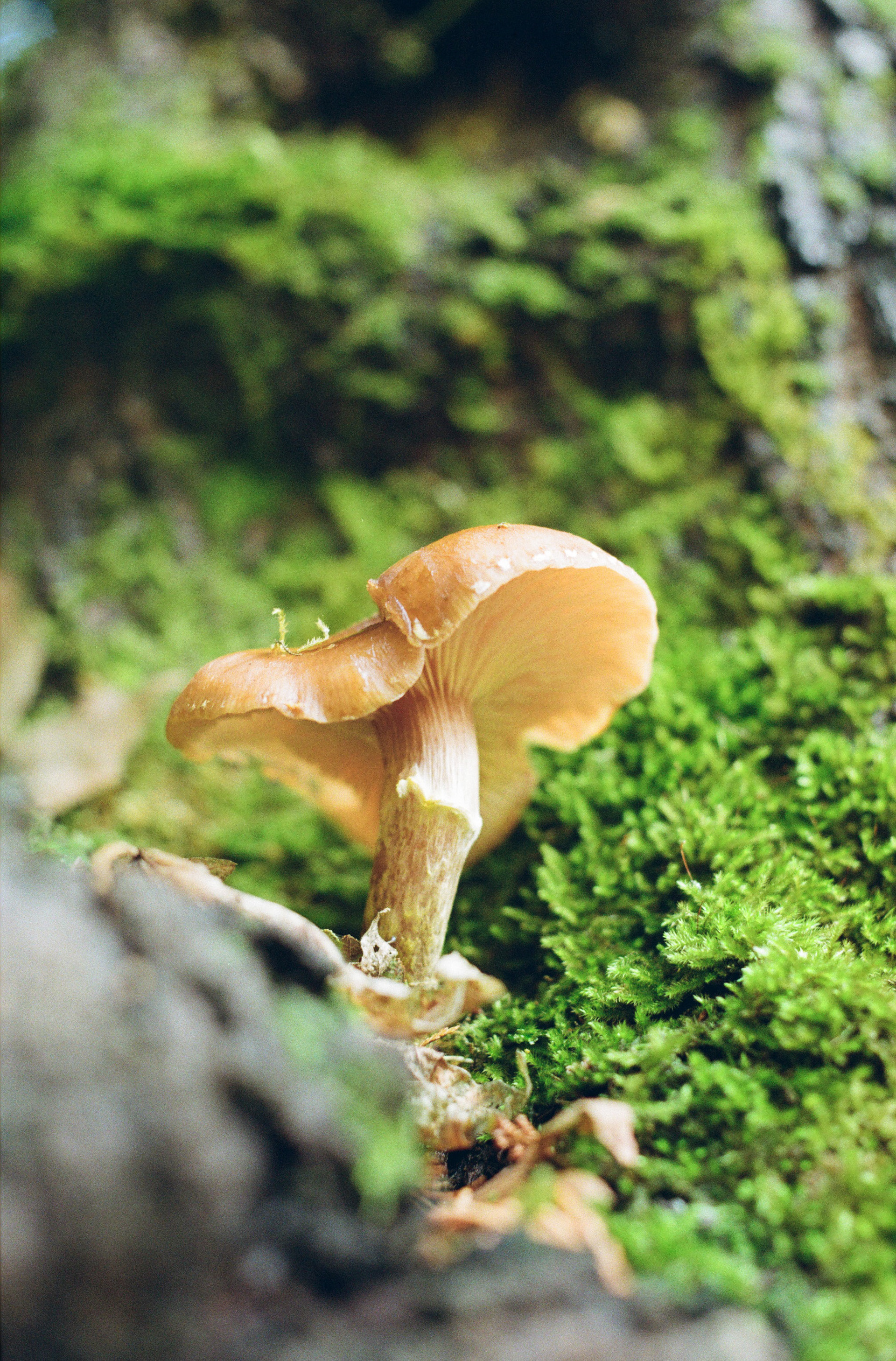 XX - November 2023, Kodak Gold 200