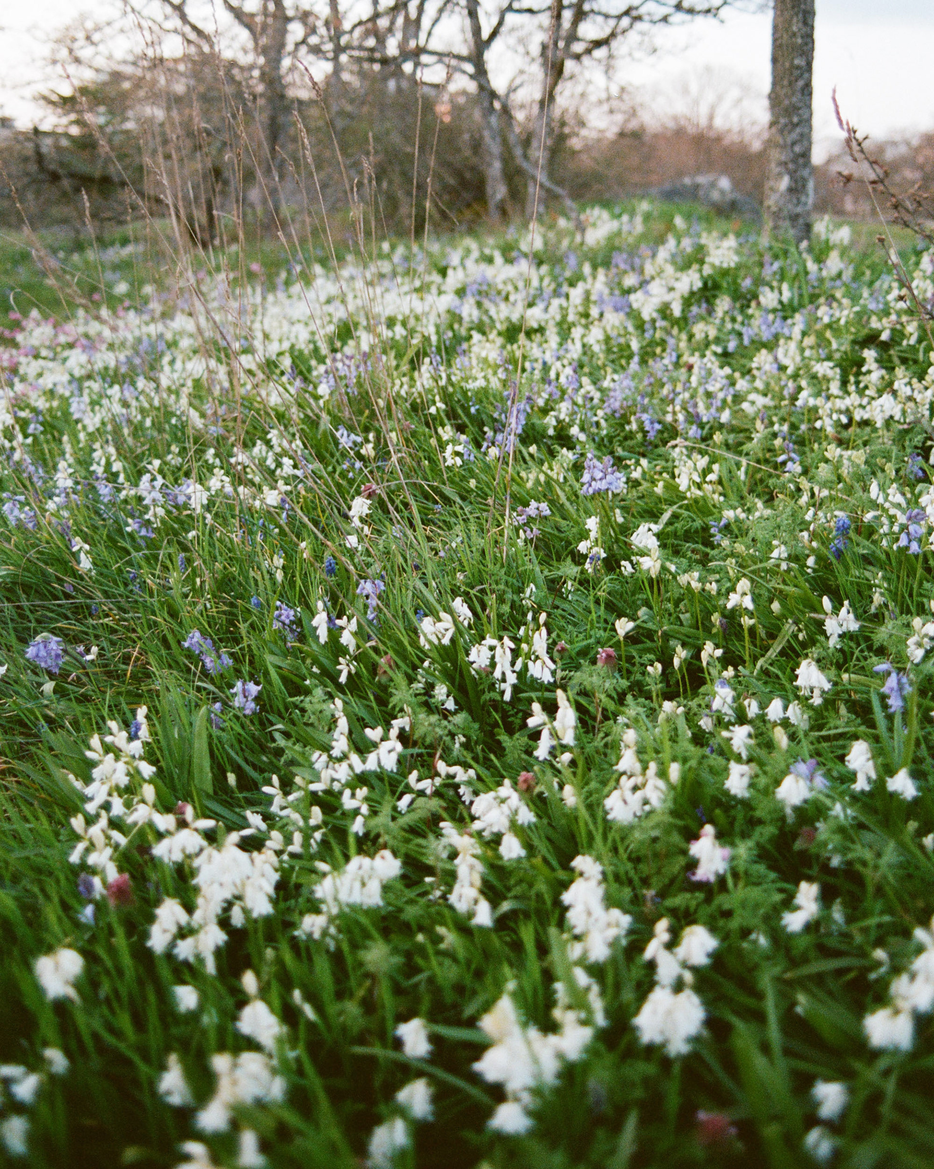 Shot on Kodak Portra 160