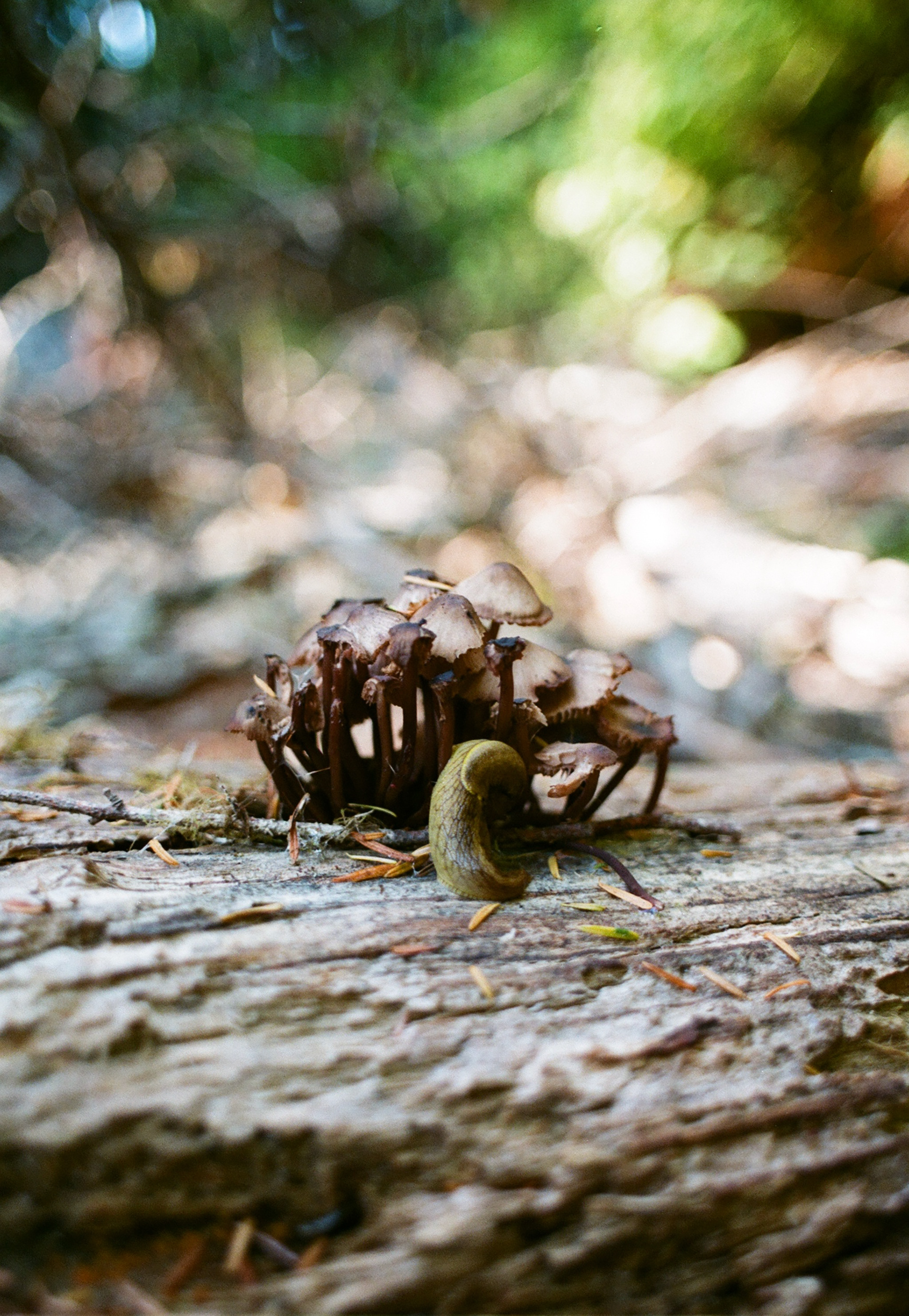 XX - August 2023, Real Fujifilm 400, Zuiko Glass