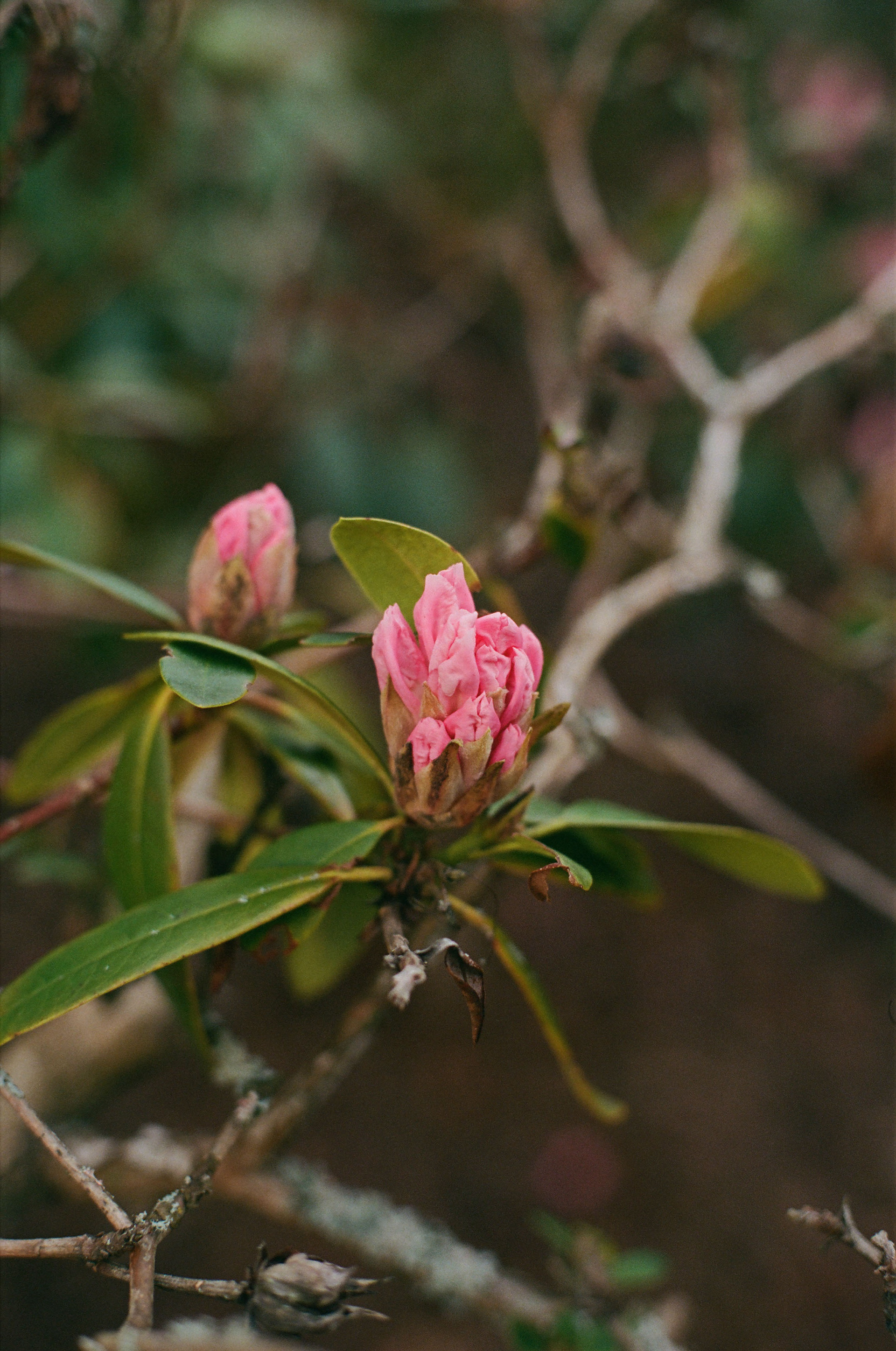 Shot on Olympus OM-2 + 50mm f/3.5 Macro, Kodak Portra 400, 2025-03-22