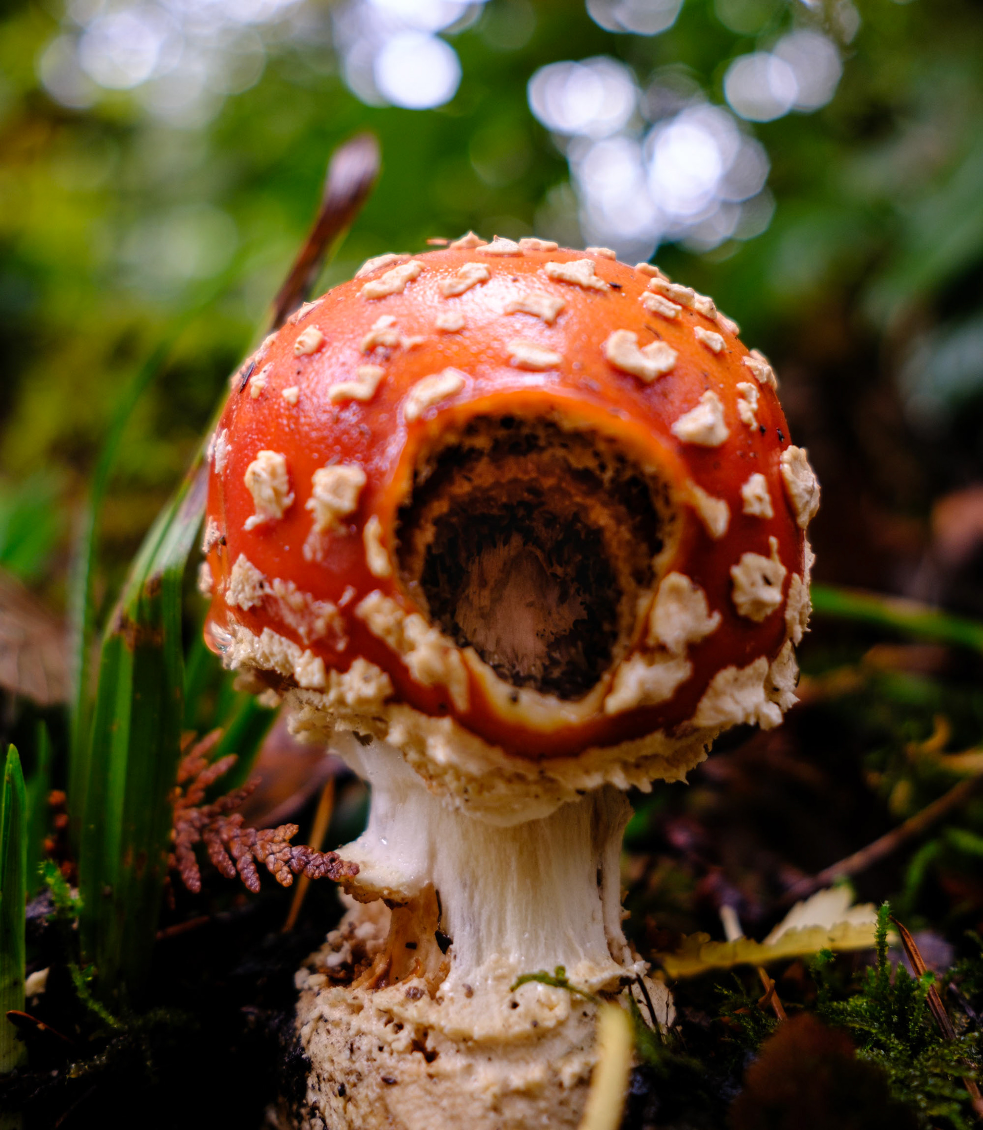 Sooke Fly Agaric (Big fly found him), Fall 2023, Digital