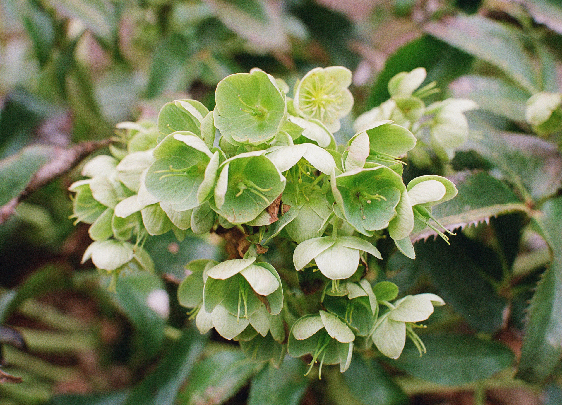 Shot on Kodak/Fuji 400