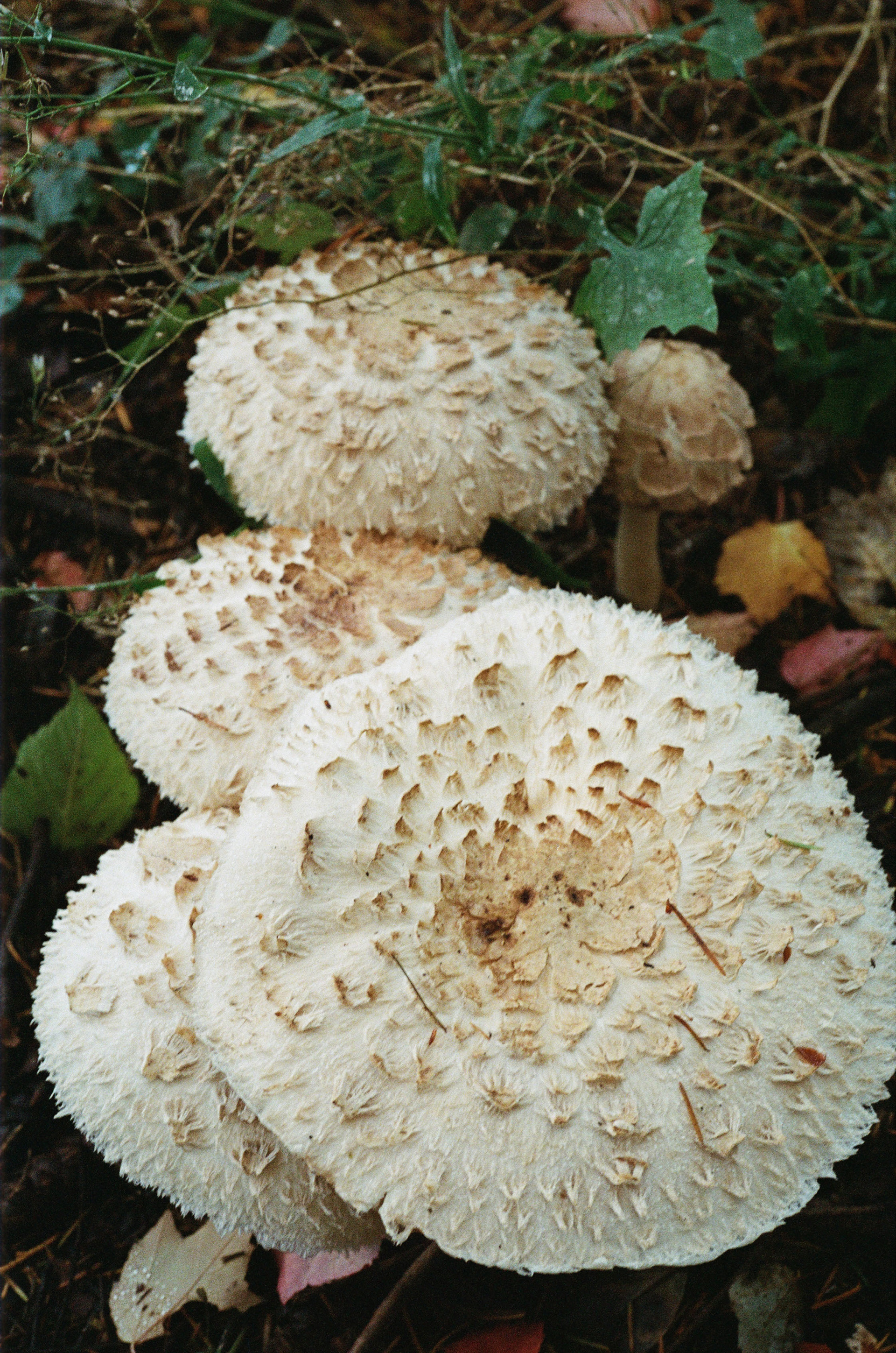 Fall 2023(?), Film = Unknown