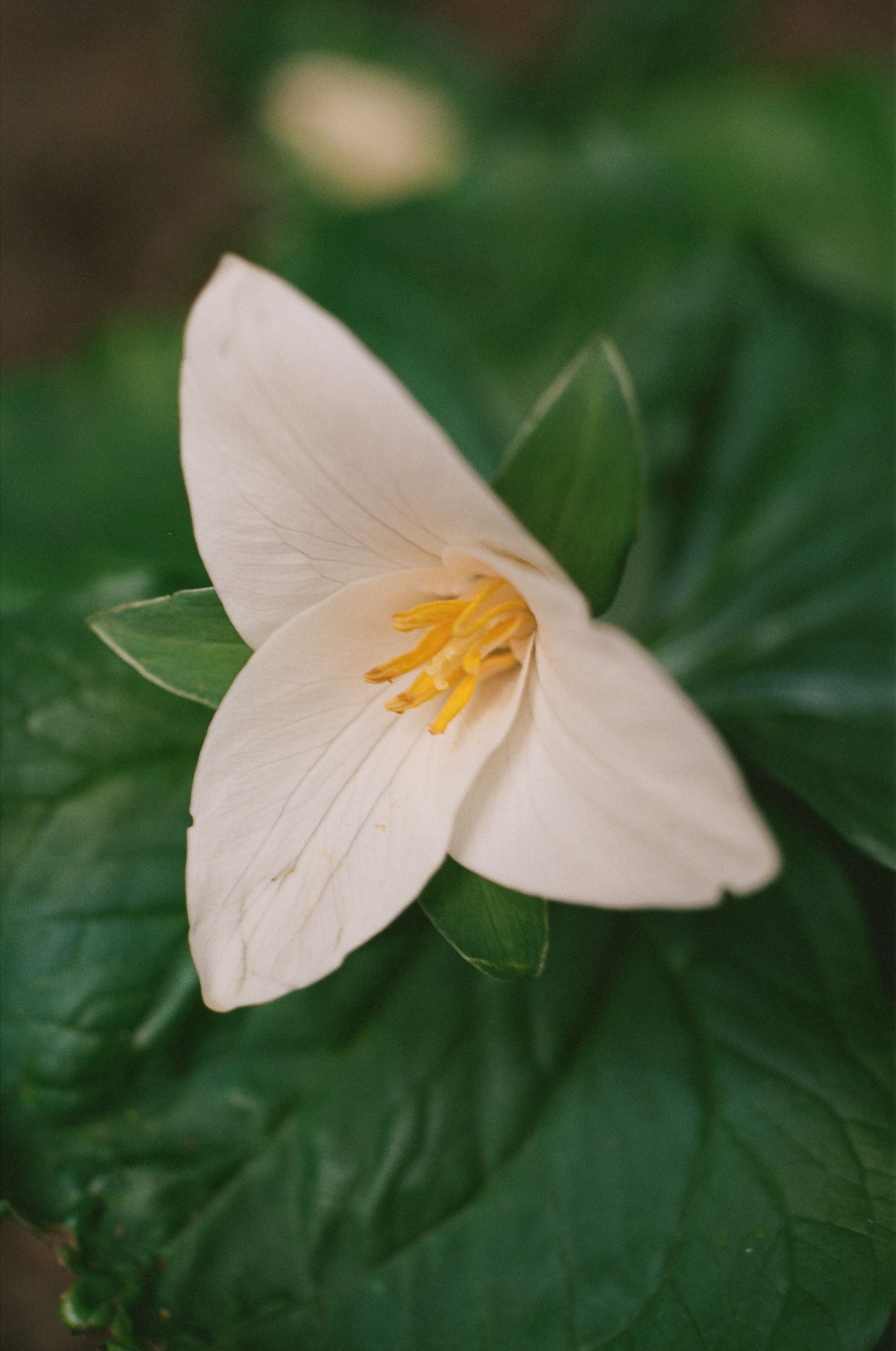 Shot on Olympus OM-2 + 50mm f/3.5 Macro, Kodak Portra 400, 2025-03-22