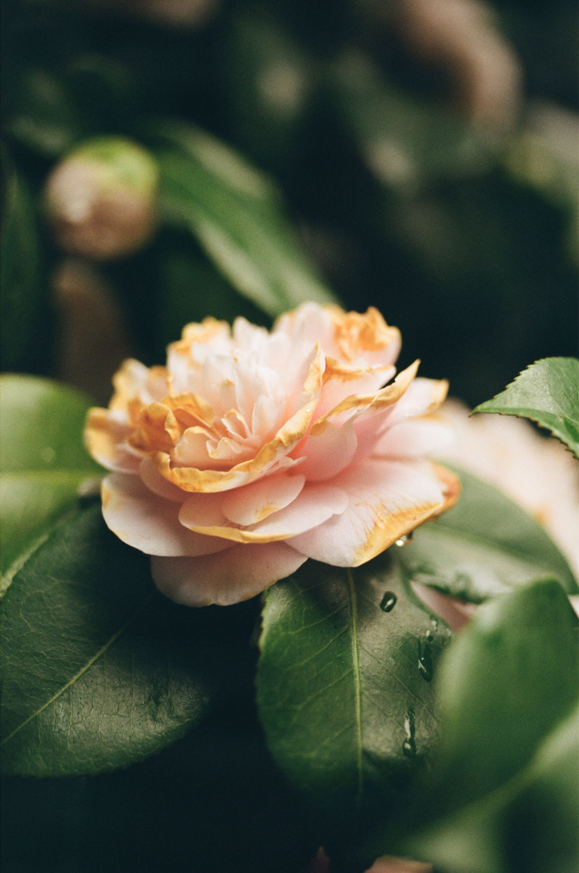 Kodak Gold 200, Micro-Nikkor 55mm f/2.8, February 2025