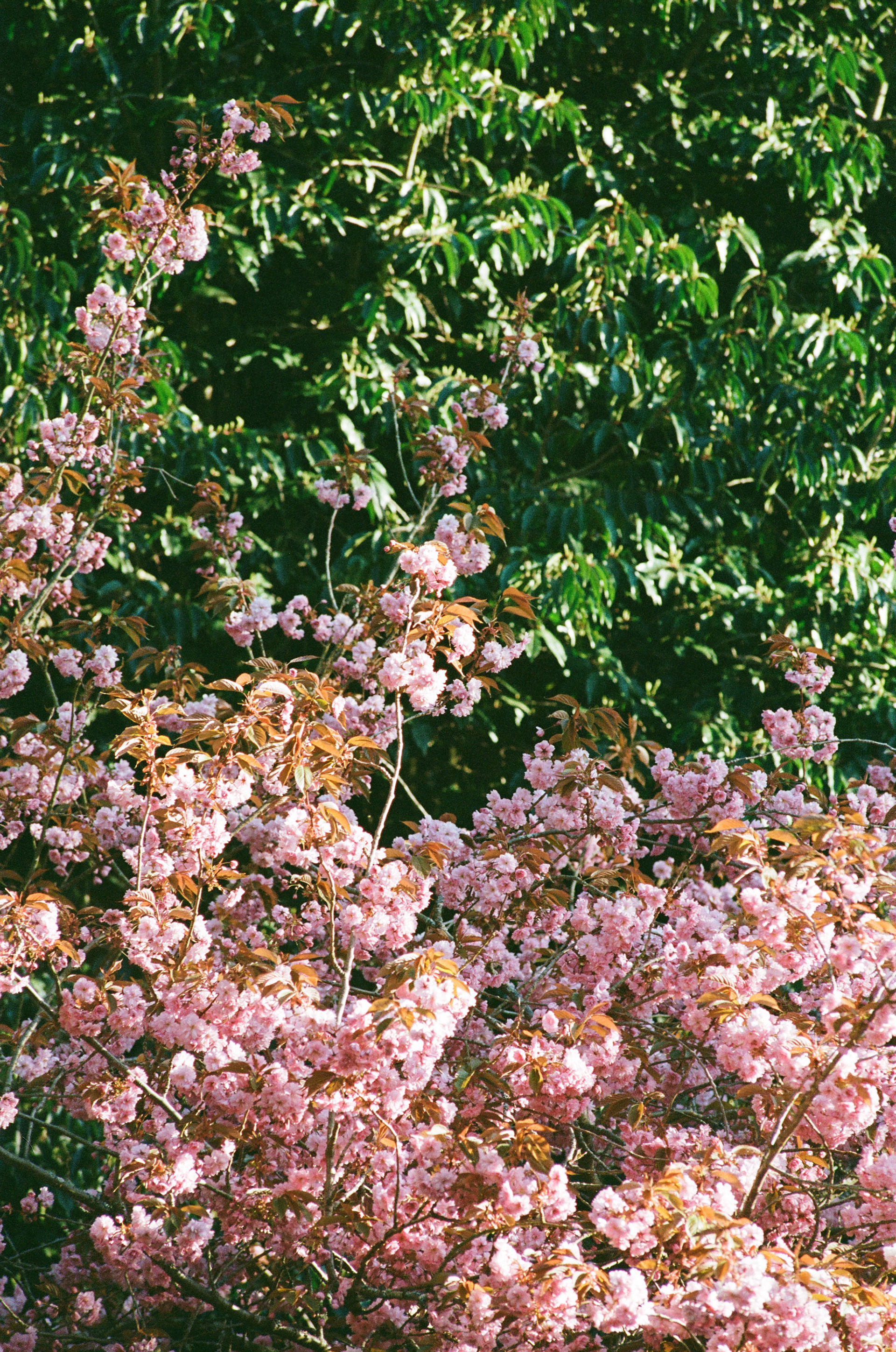 Shot on Kodak/Fuji 400