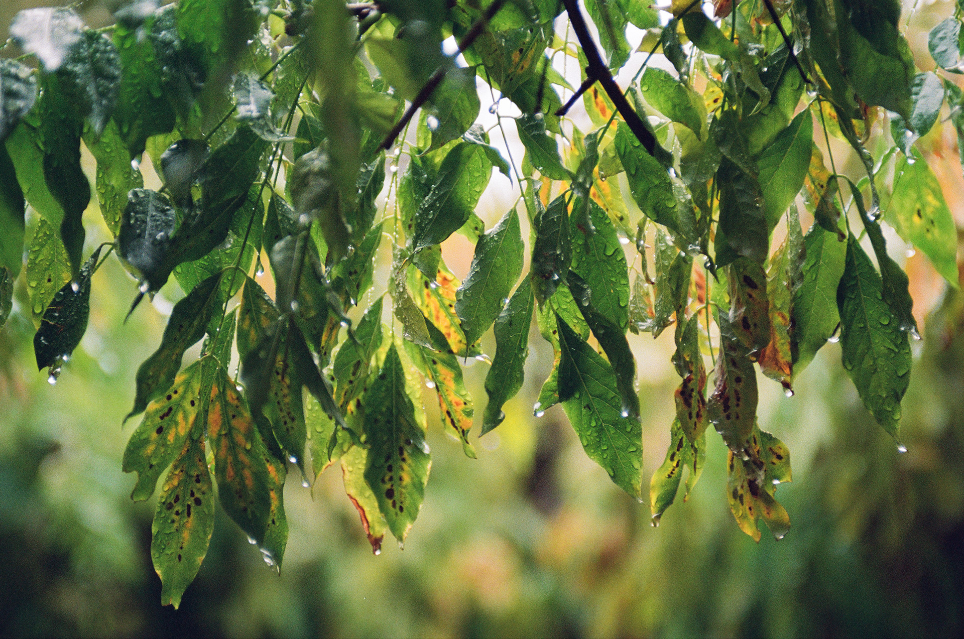 Late Fall 2024, FlicFilm Aurora 800, Nikkor 105mm f/1.8 AIs