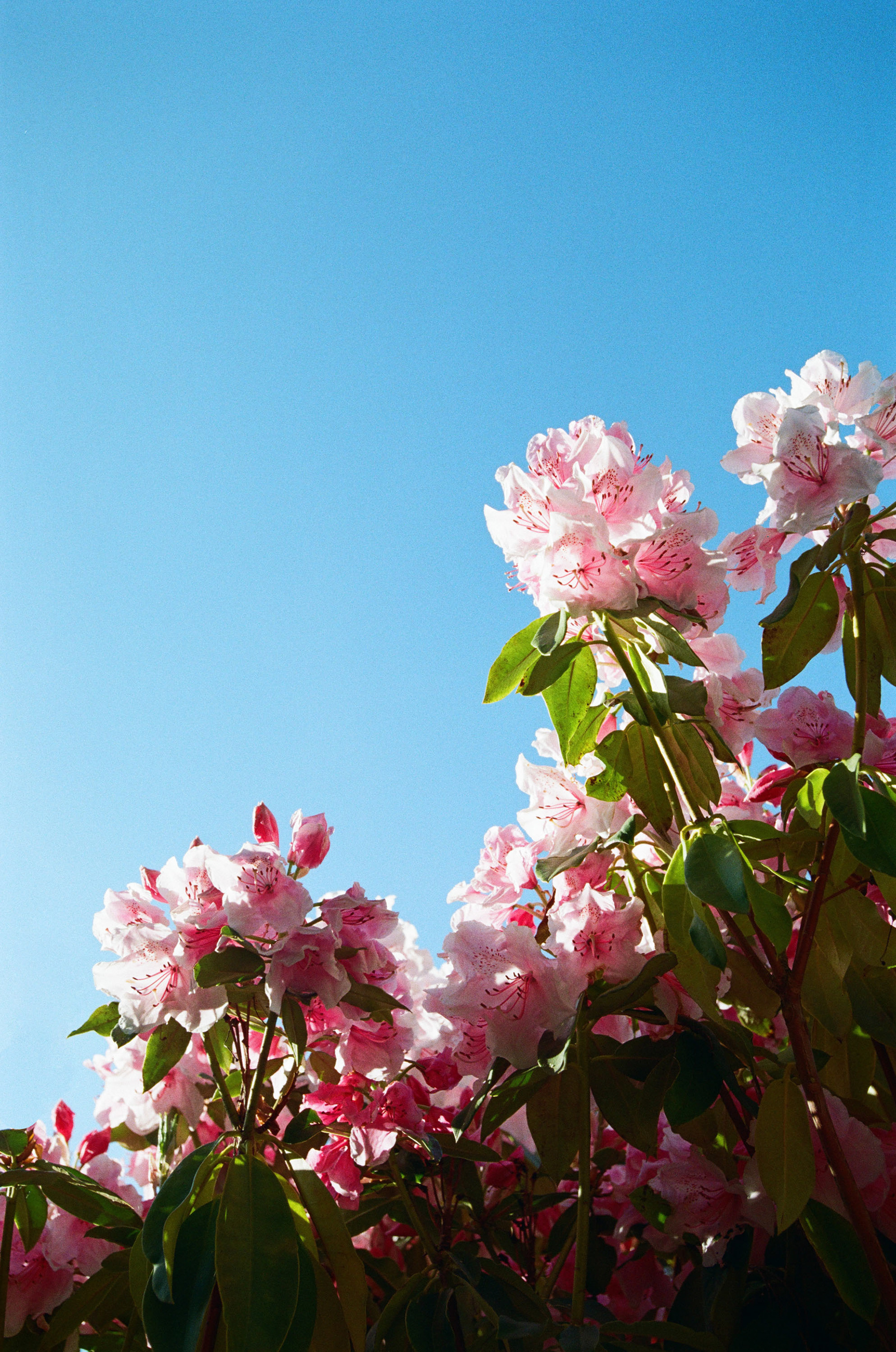 Shot on Kodak Color Plus 200