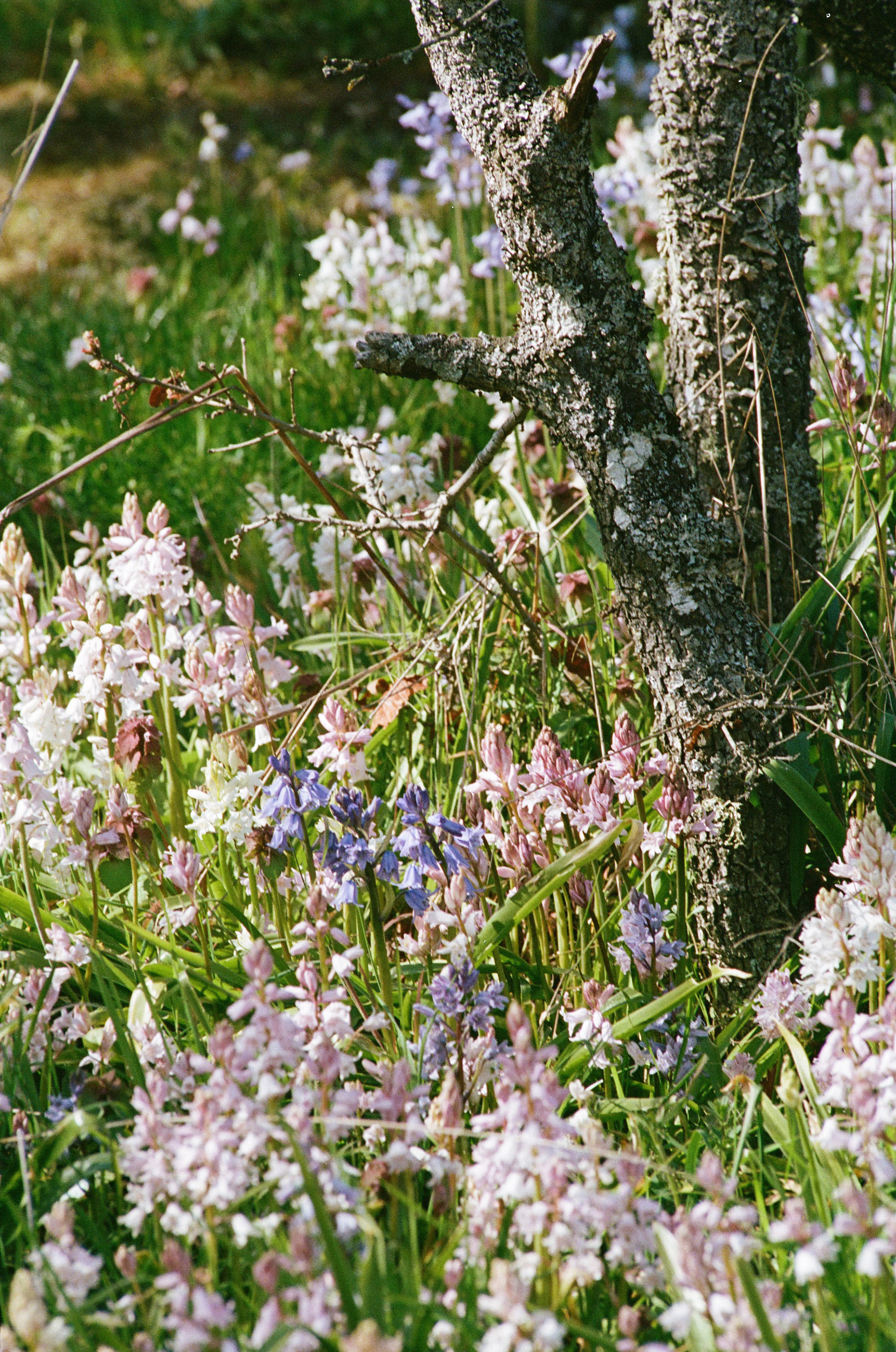 Shot on Kodak Portra 160