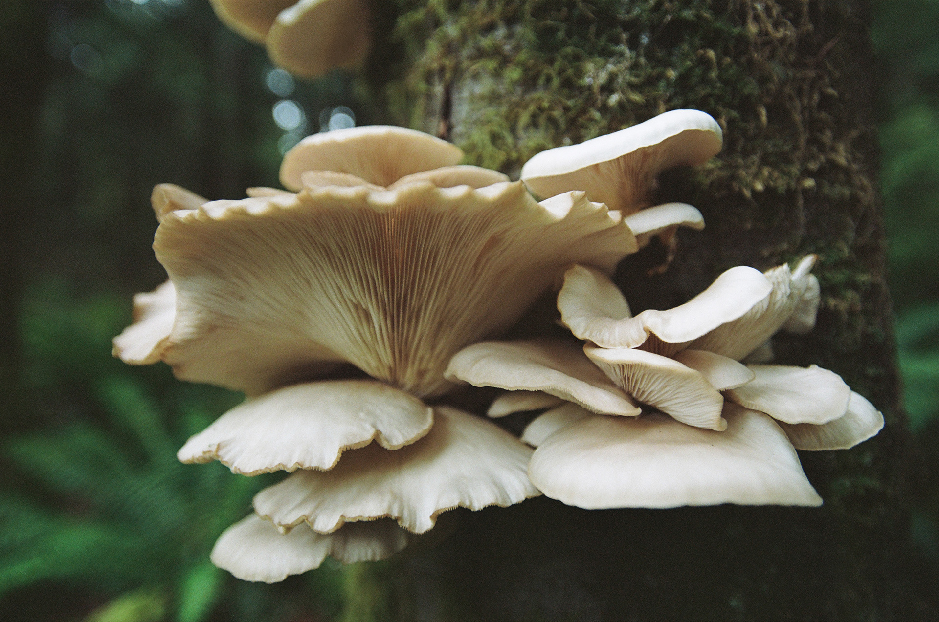 XX - Saanichton Oysters, June 2024, Kodak Portra 160, Nikkor 28mm f/2