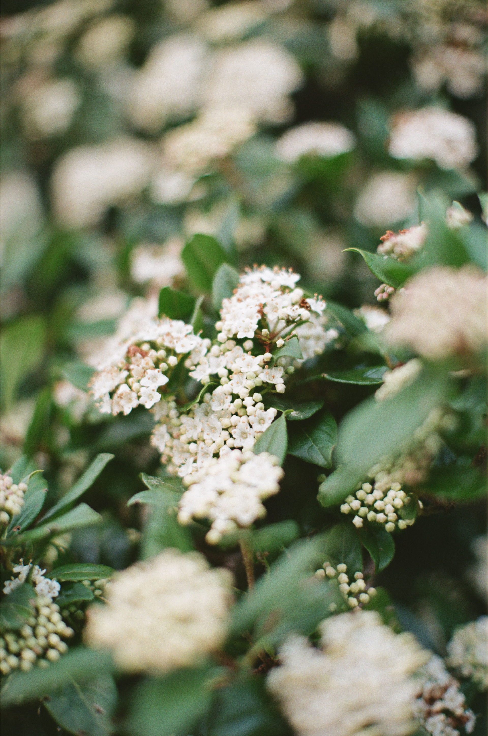 Nikkor 180mm f/2.8 ED, Kodak Portra 400, 2025-03-10