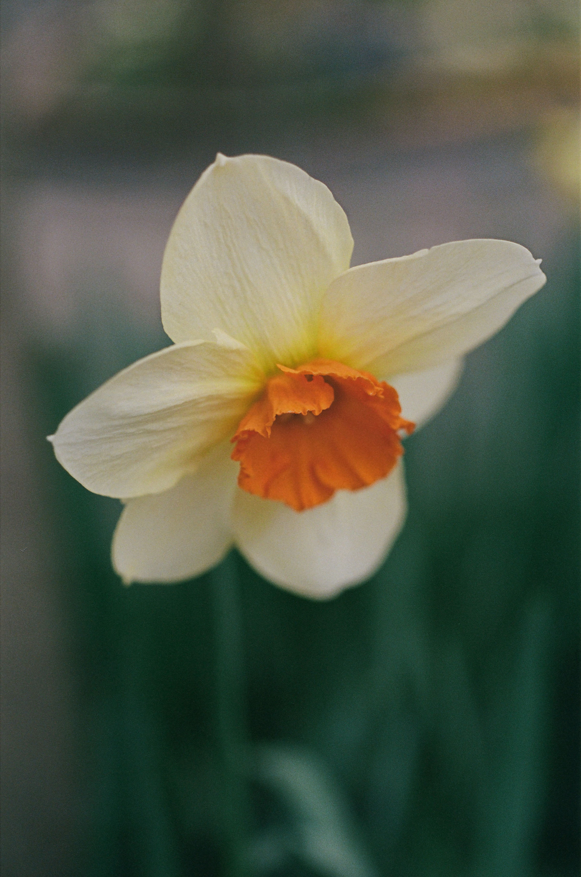 Shot on Olympus OM-2 + 50mm f/3.5 Macro, Kodak Portra 400, 2025-03-22