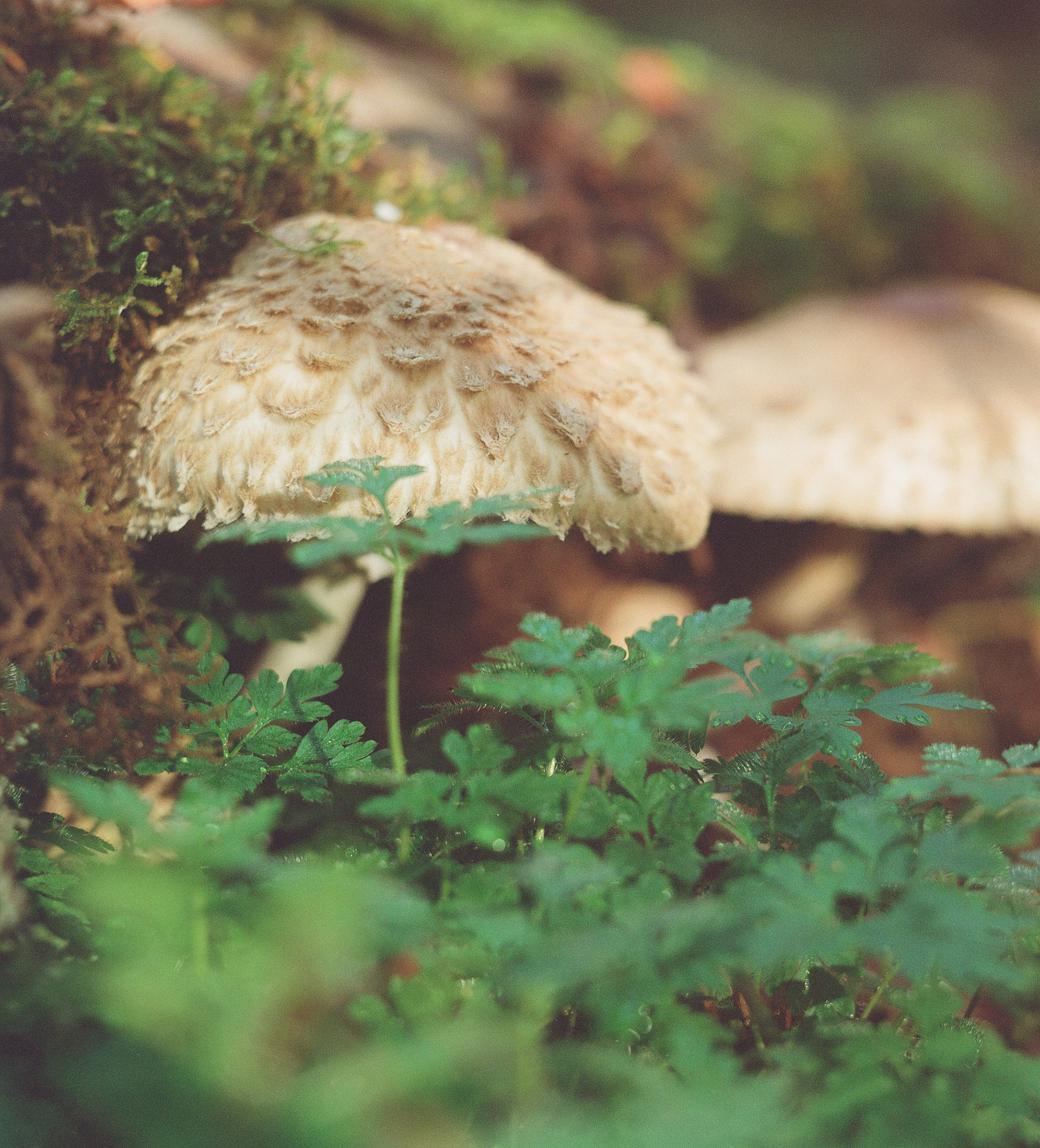 October 2024, Mamiya C22 80mm f/2.8, Portra 800, 120