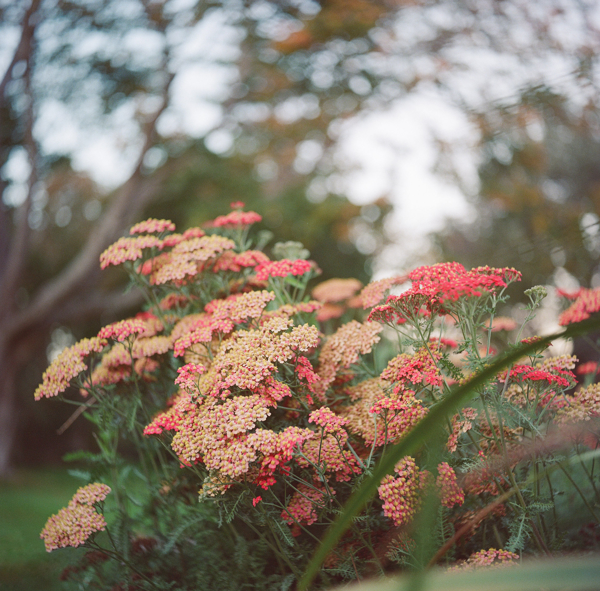 Shot on Kodak Gold 200 w/ Rolleiflex f/2.8c / Schneider 80mm Xenotar
