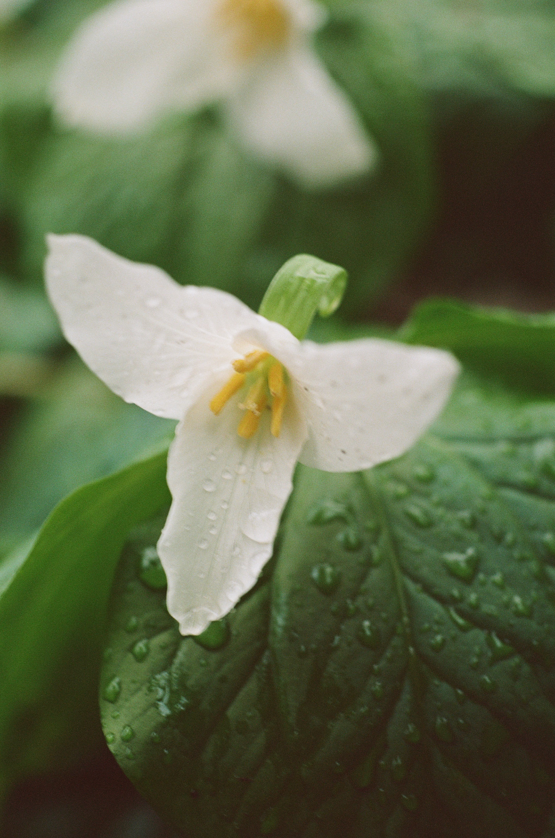 Shot on Kodak Portra 160
