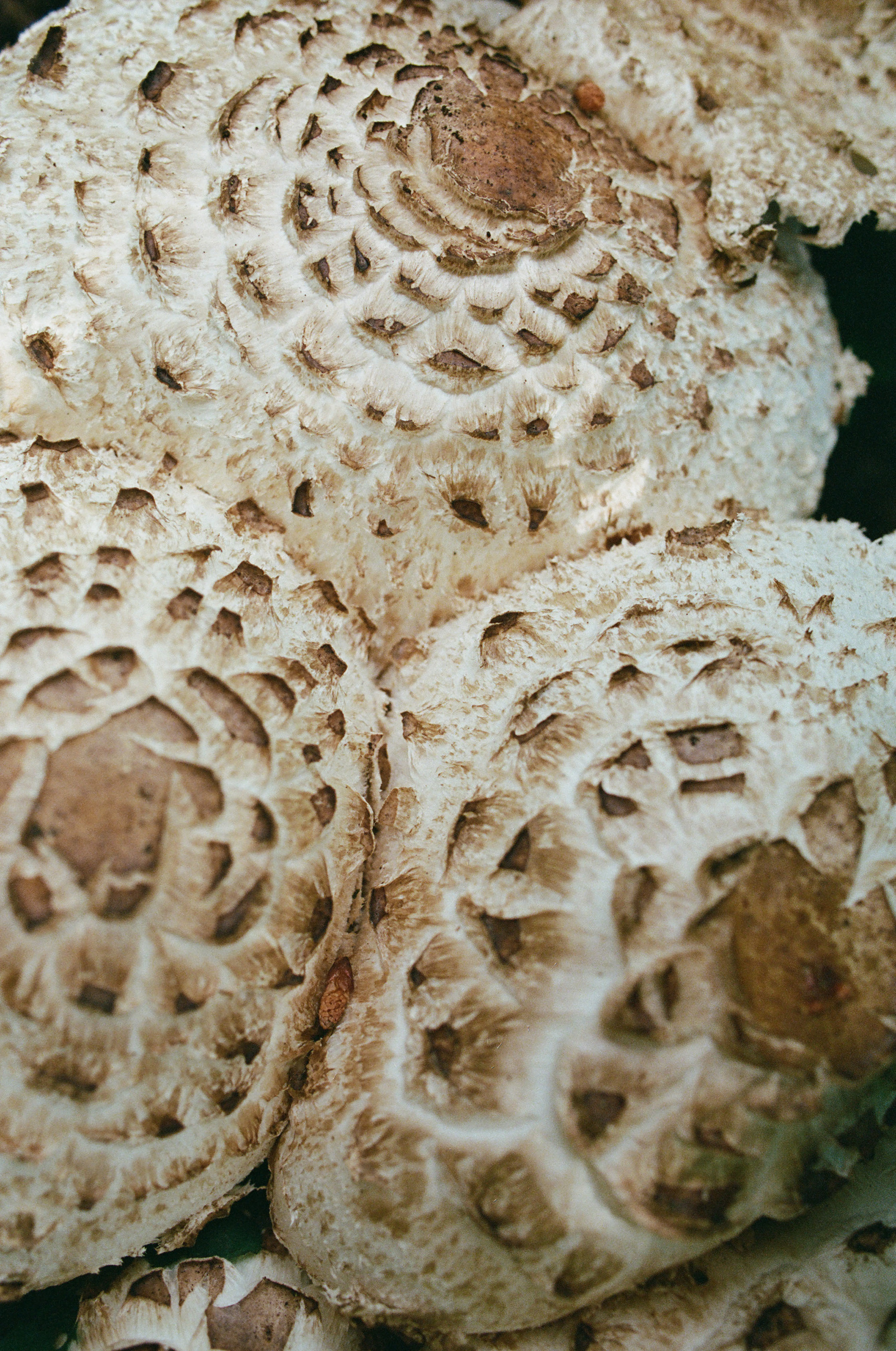 June 2024, Portra 400