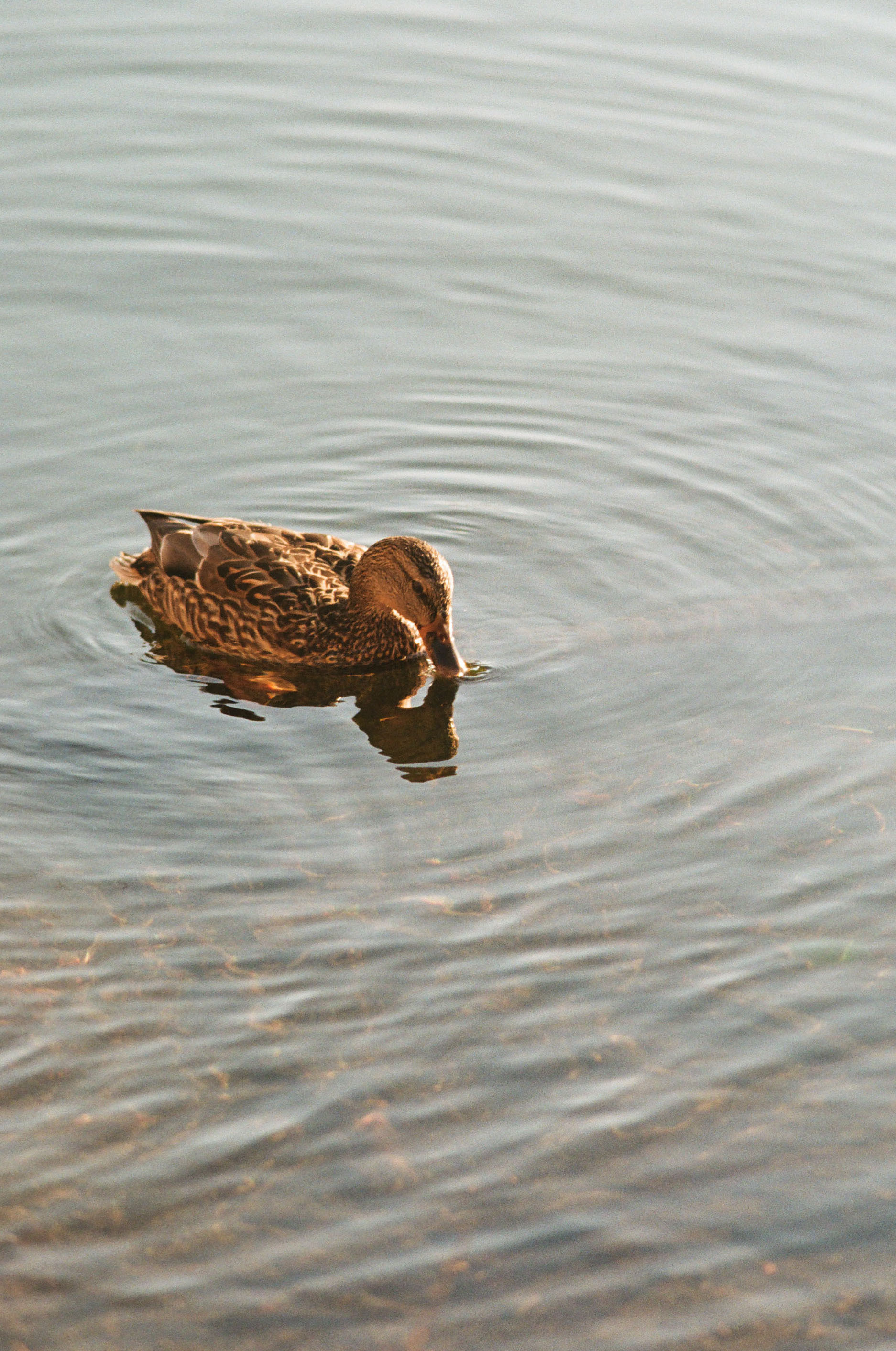 Mrs. Duck. Nikkor 180mm f/2.8 ED, Kodak Portra 400, 2025-03-10