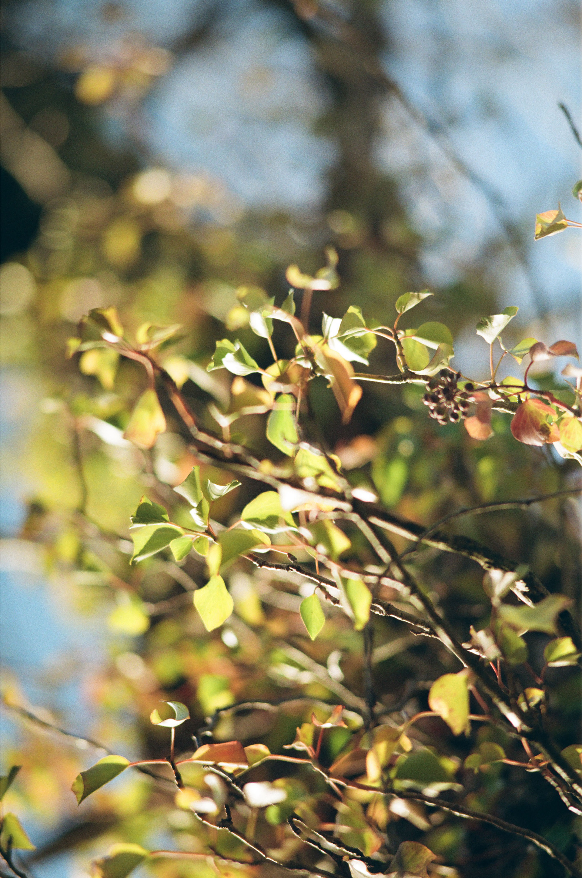 Nikkor 180mm f/2.8 ED, Kodak Portra 400, 2025-03-10