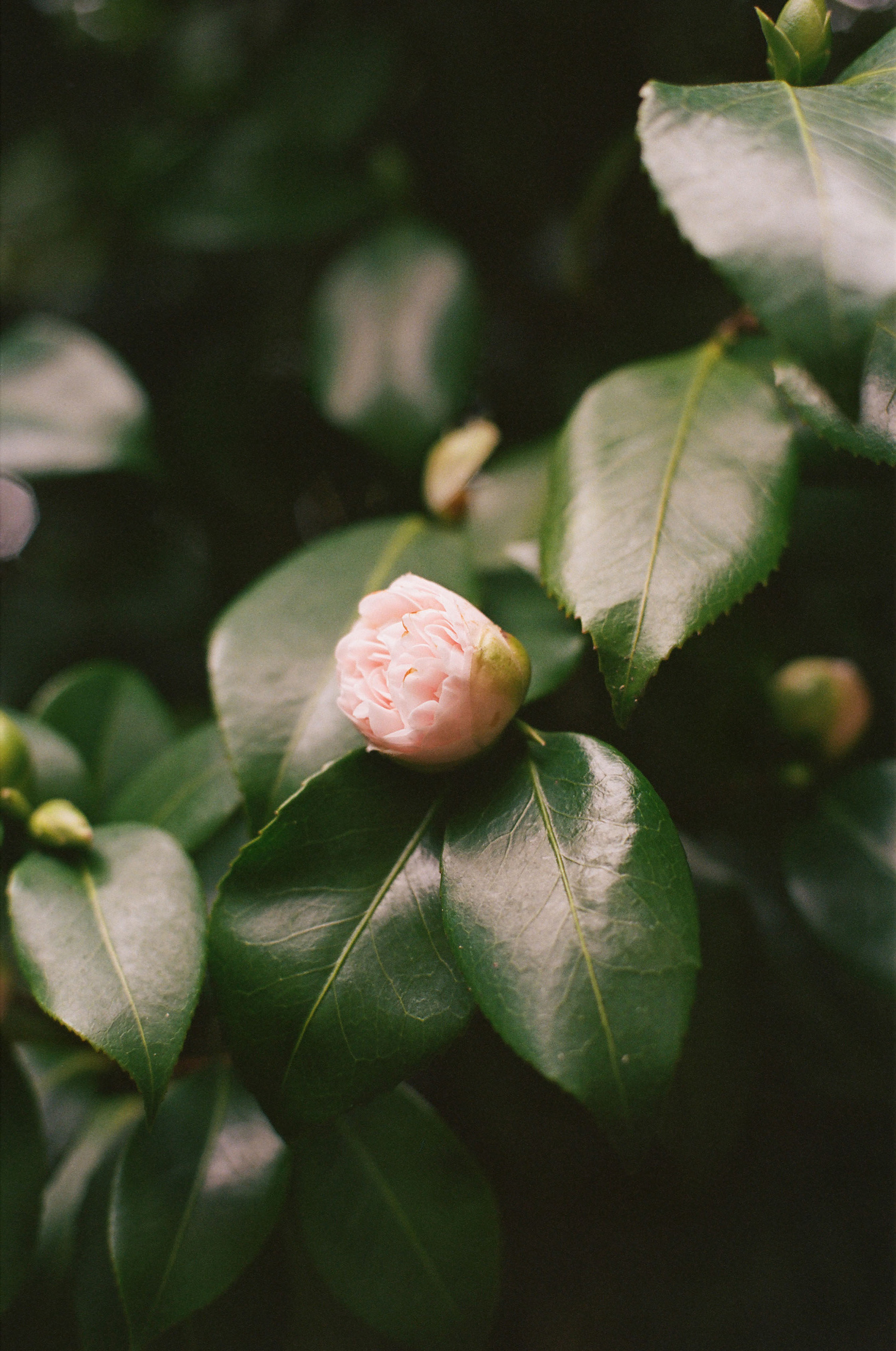 Shot on Olympus OM-2 + 50mm f/3.5 Macro, Kodak Portra 400, 2025-03-22