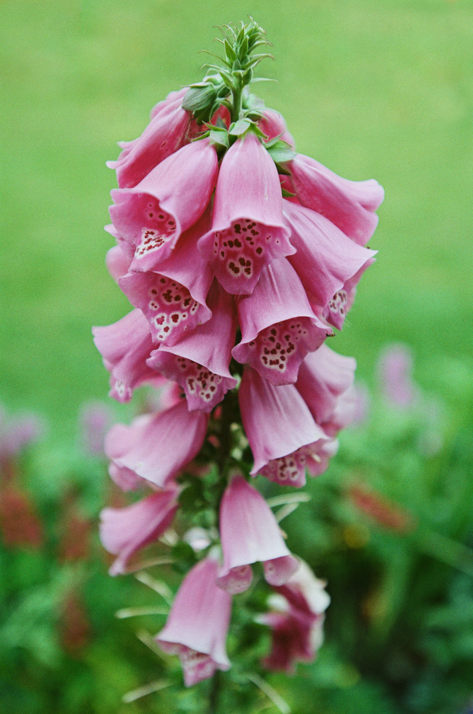 June 2024, Kodak ColorPlus 200