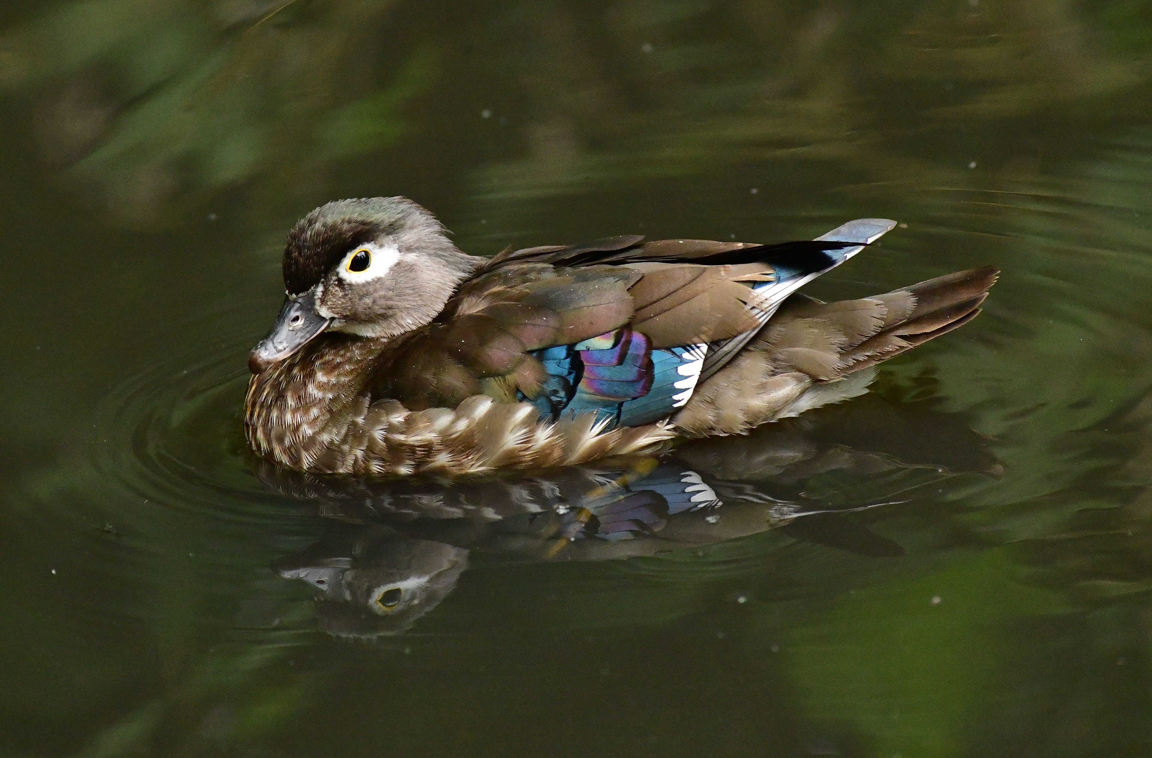 Nikon D850 + Zoom Micro-Nikkor 70-180mm f/4.5 ED, June 2025