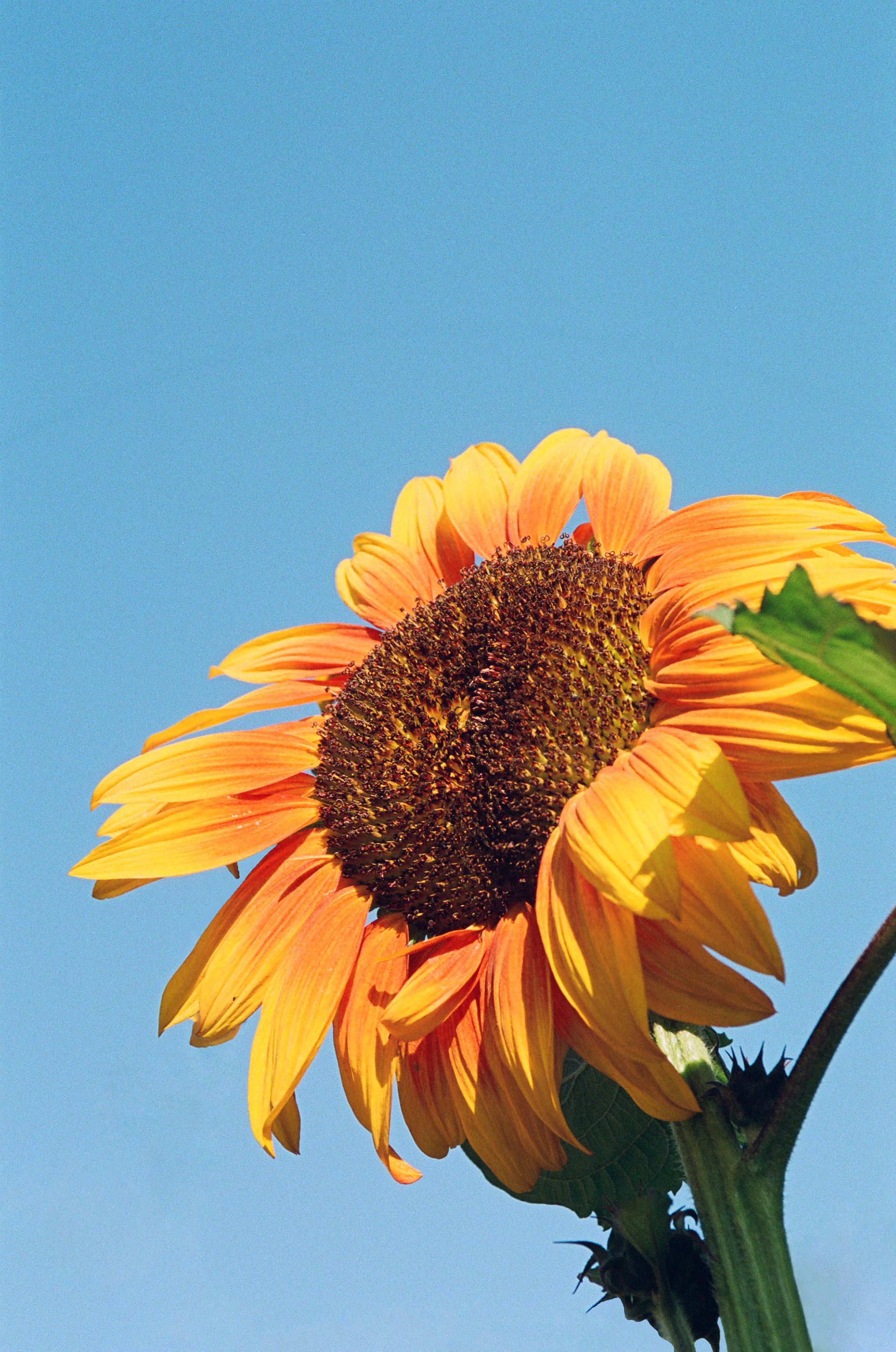 Shot on Flic Film's Aurora 800