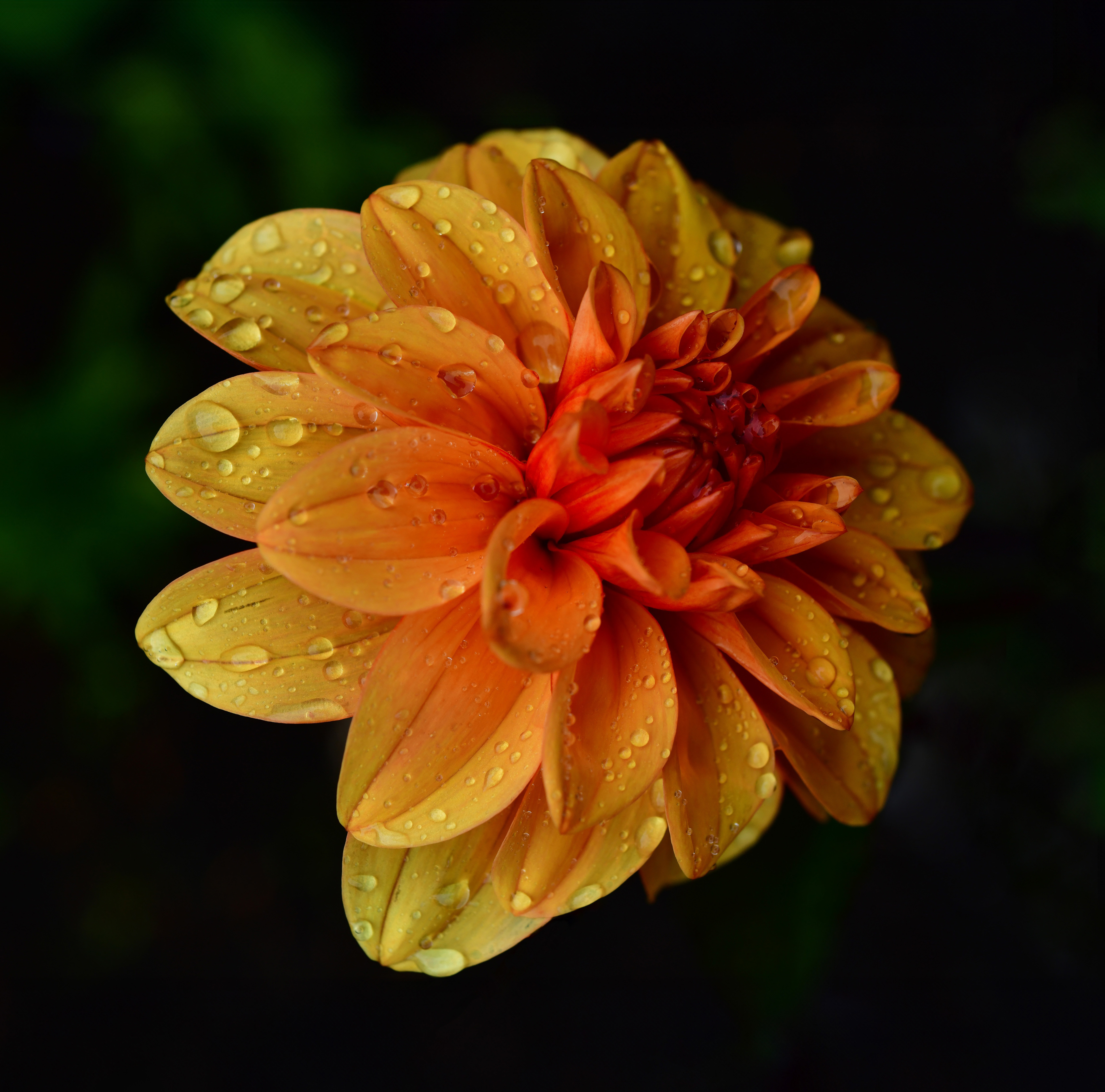 Nikon D850 + 55mm f/2.8 Micro-Nikkor AIs