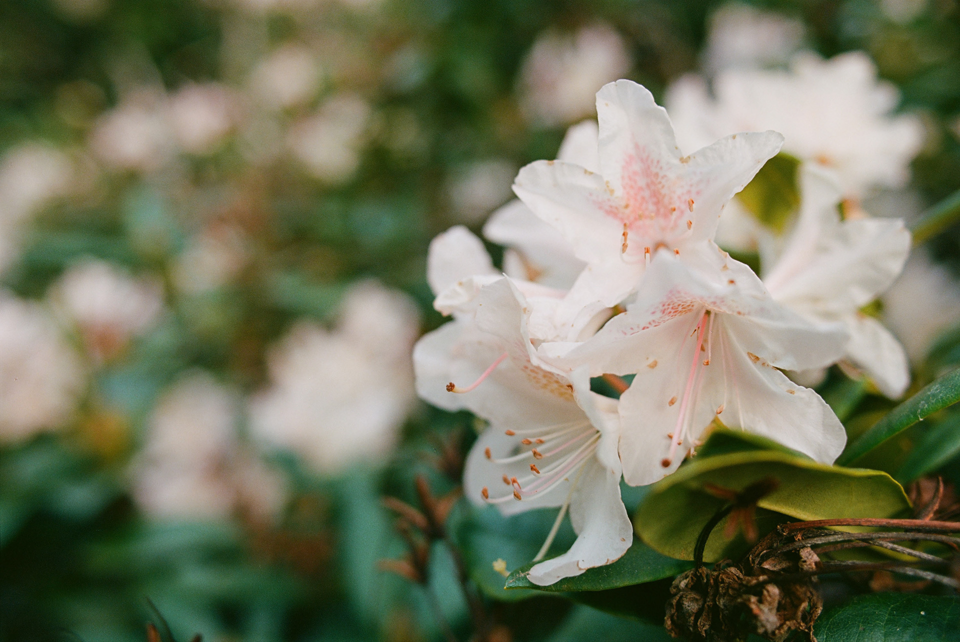 Shot on Kodak Portra 160