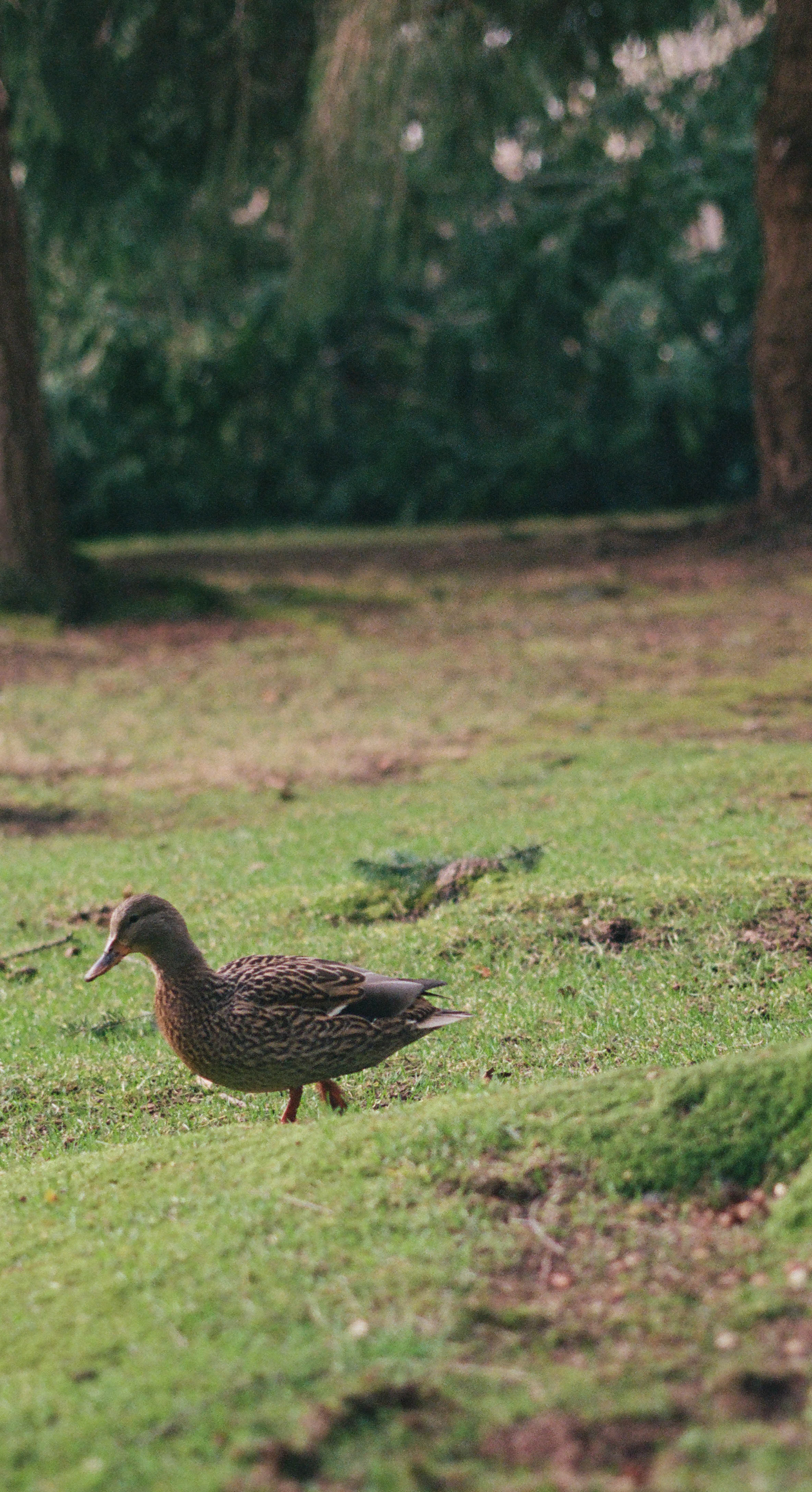 Lady on the hunt. Olympus OM-2 + 50mm f/3.5 Macro, Kodak Portra 400. 2025-03-22