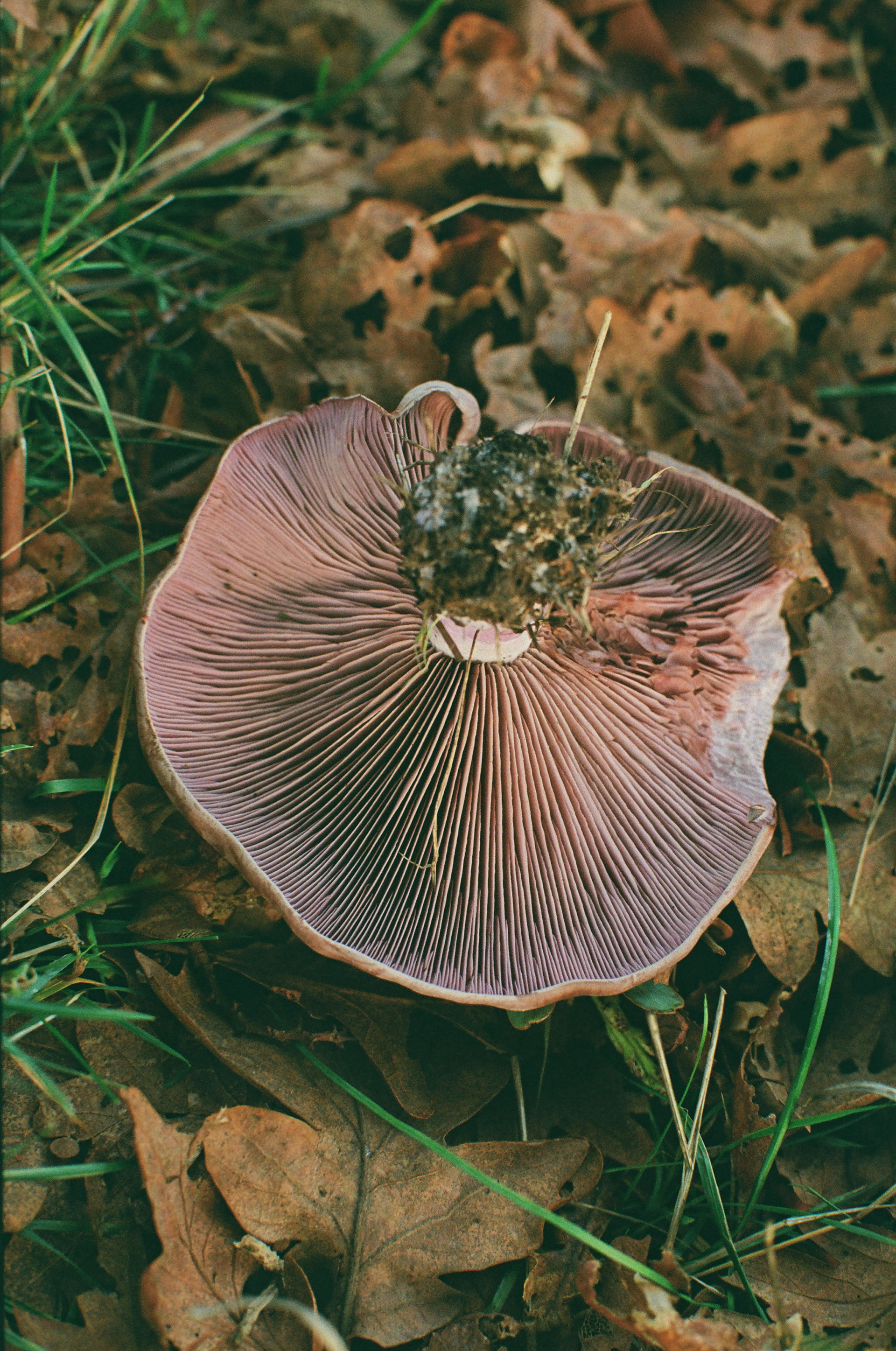 XX - December 2024, Flic Film's "Street Savvy 400", Nikkor Glass