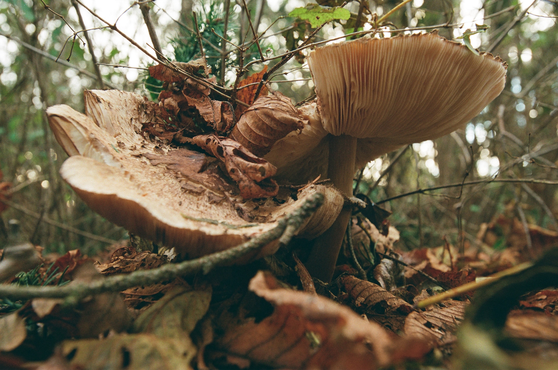 December 2024, Flic Film's "Street Savvy 400", Nikkor Glass