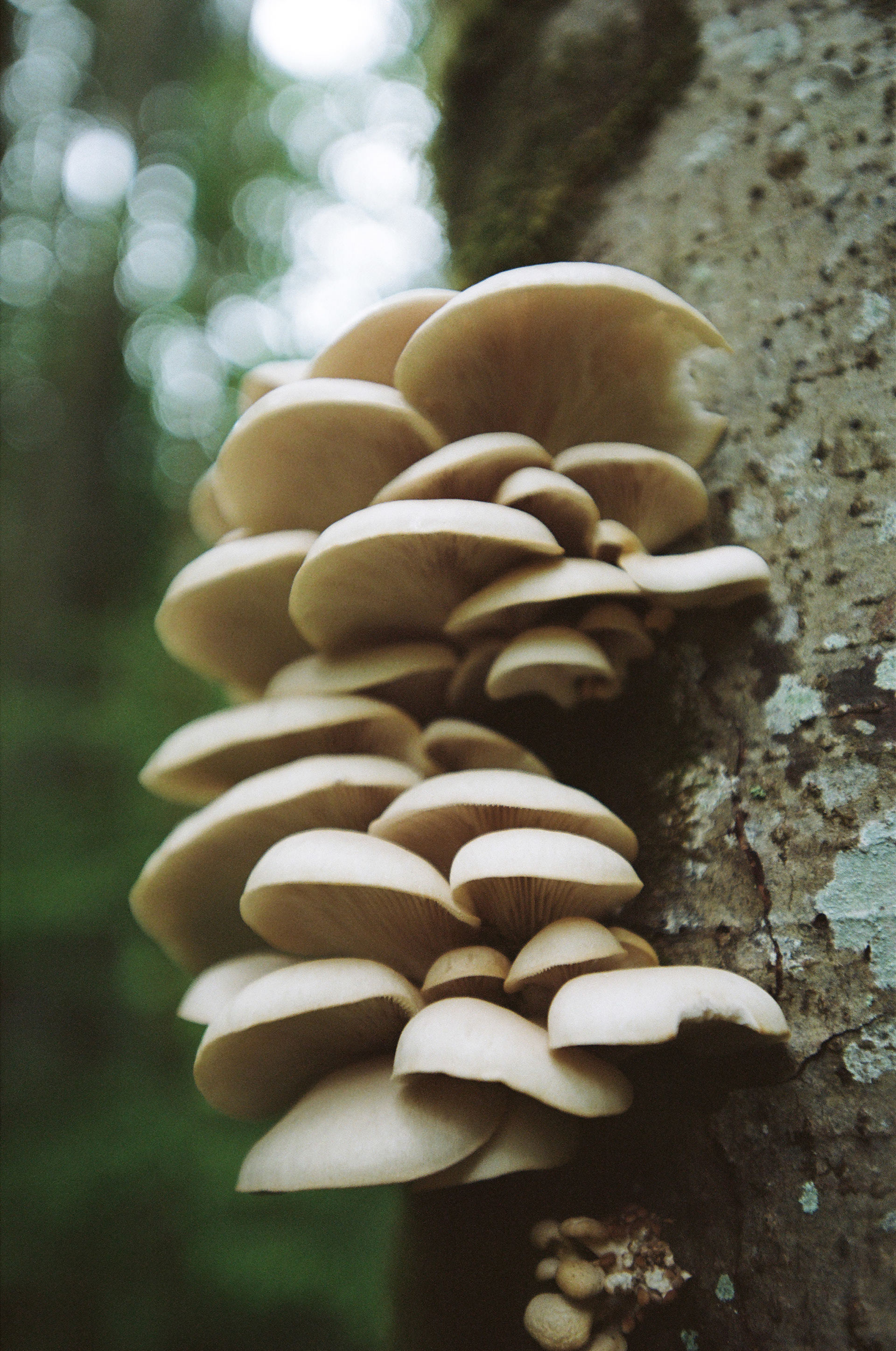 Saanichton Oysters, June 2024, Kodak Portra 160, Nikkor 28mm f/2