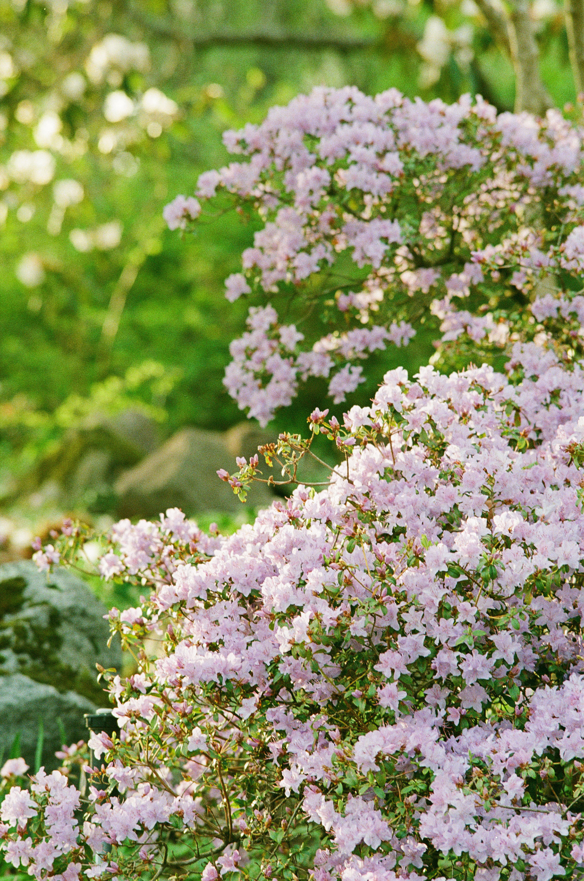 Shot on Kodak/Fuji 400