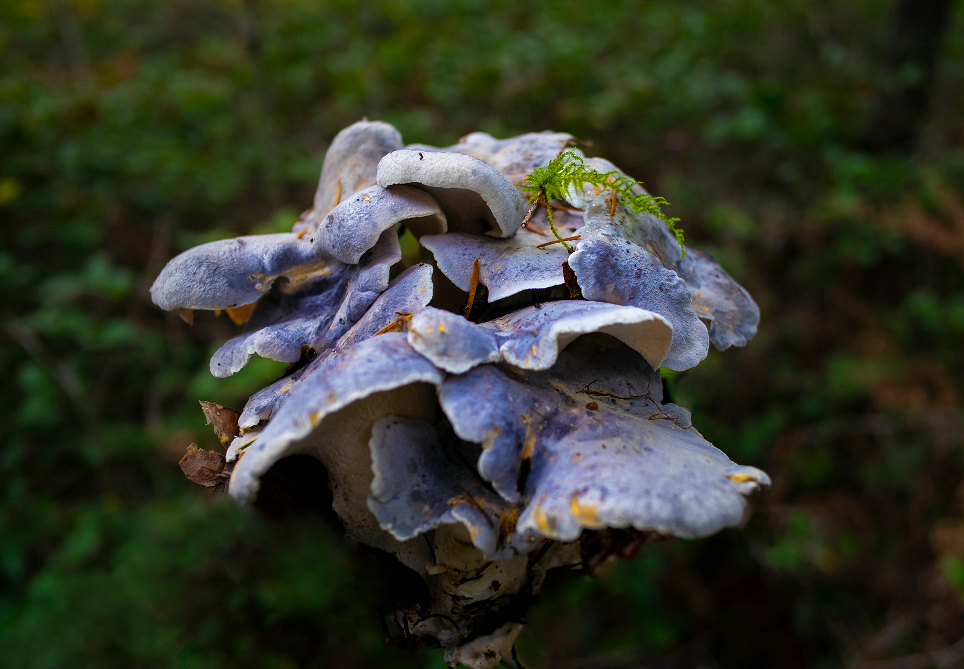 XX - "Blue Knight" (Albatrellus flettii), November 2019, Digital