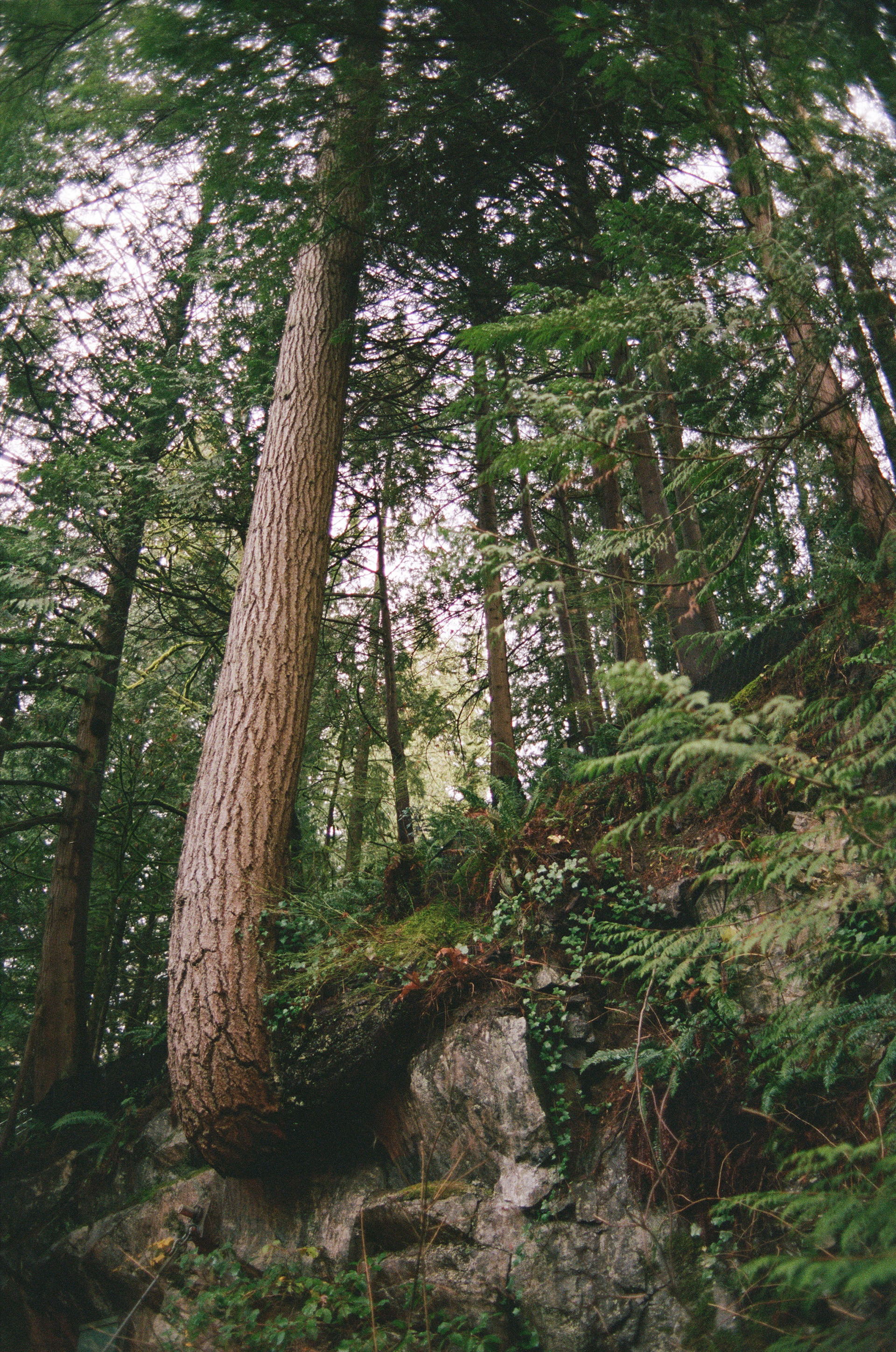 Nikkor 28mm f/2, Kodak Portra 400, Winter 2024