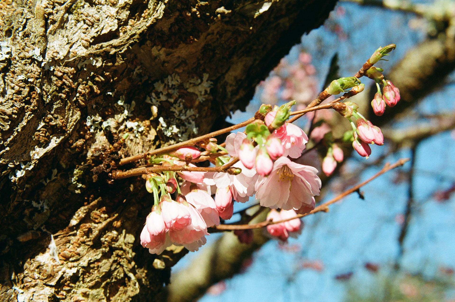 Shot on Kodak Color Plus 200