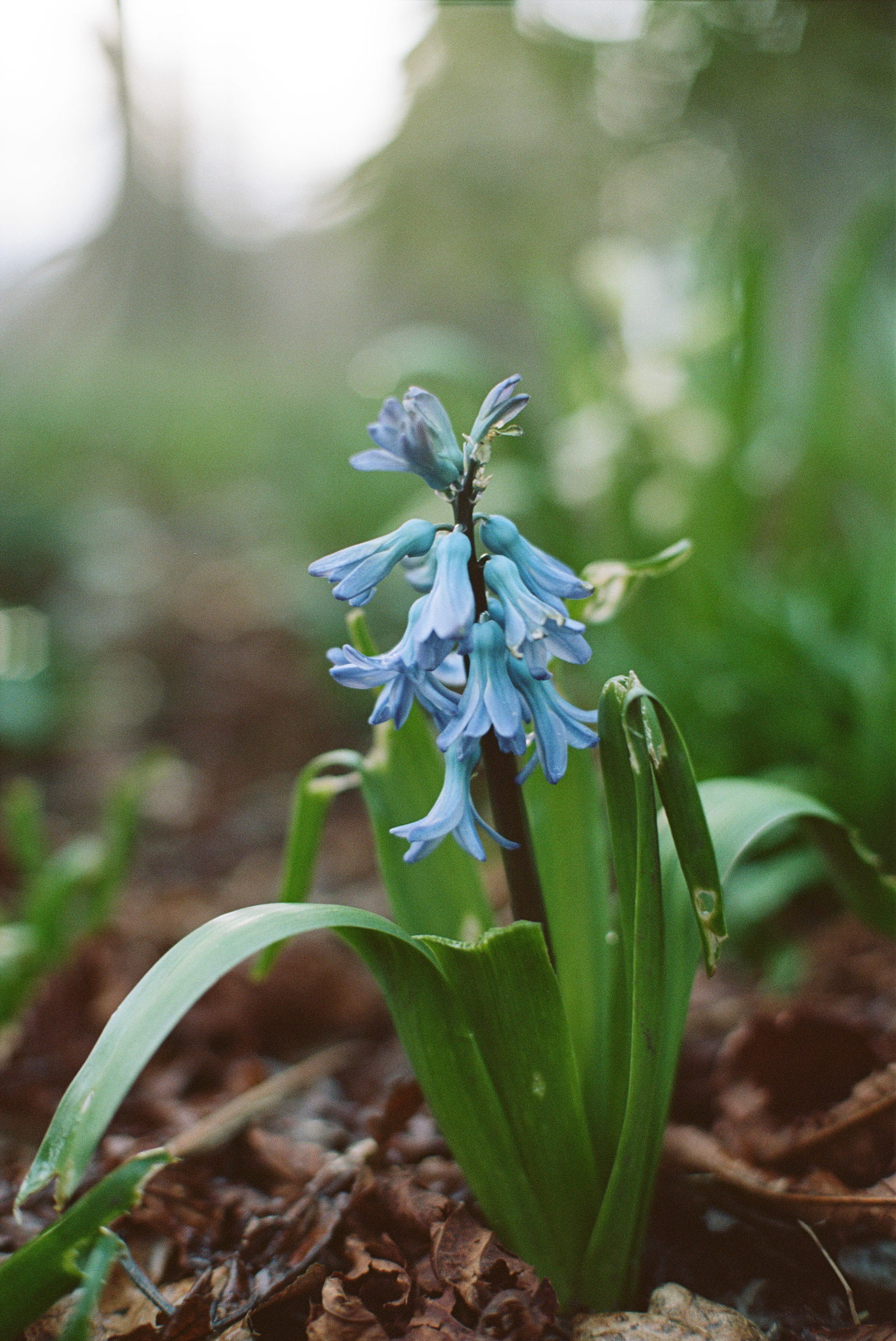 Shot on Kodak Portra 160