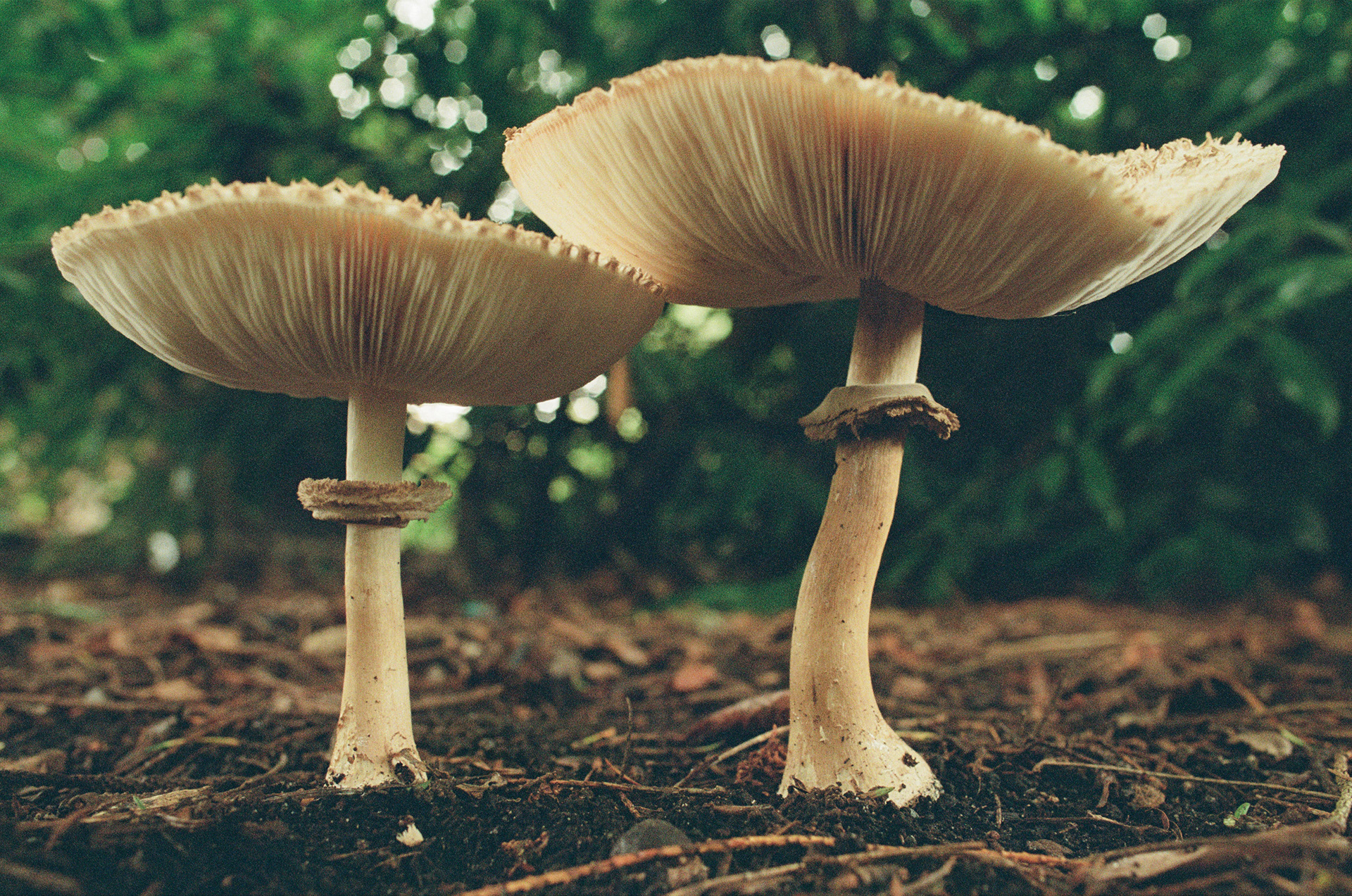 XX - Portra 800, October 2024