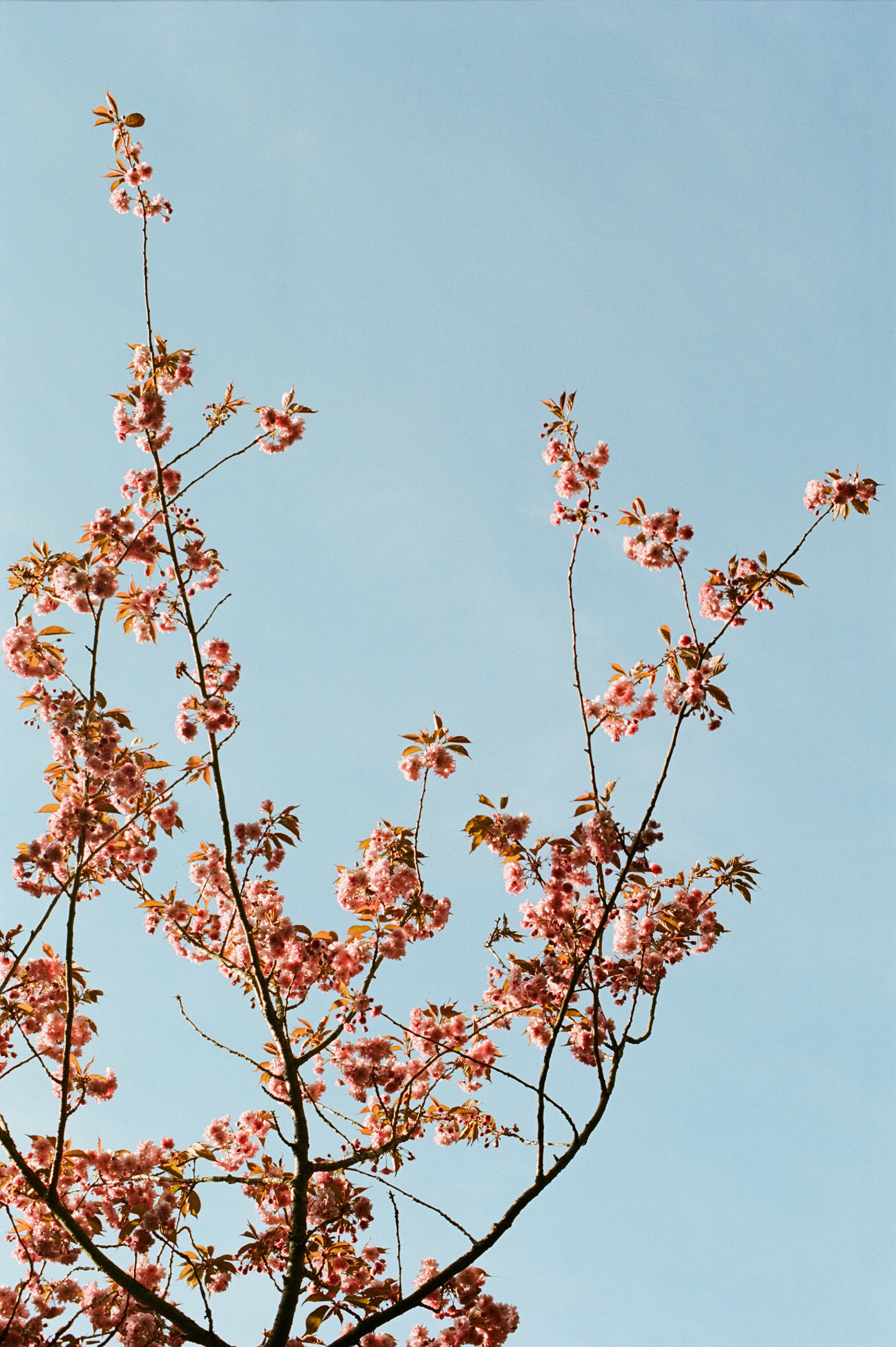 Shot on Kodak Color Plus 200