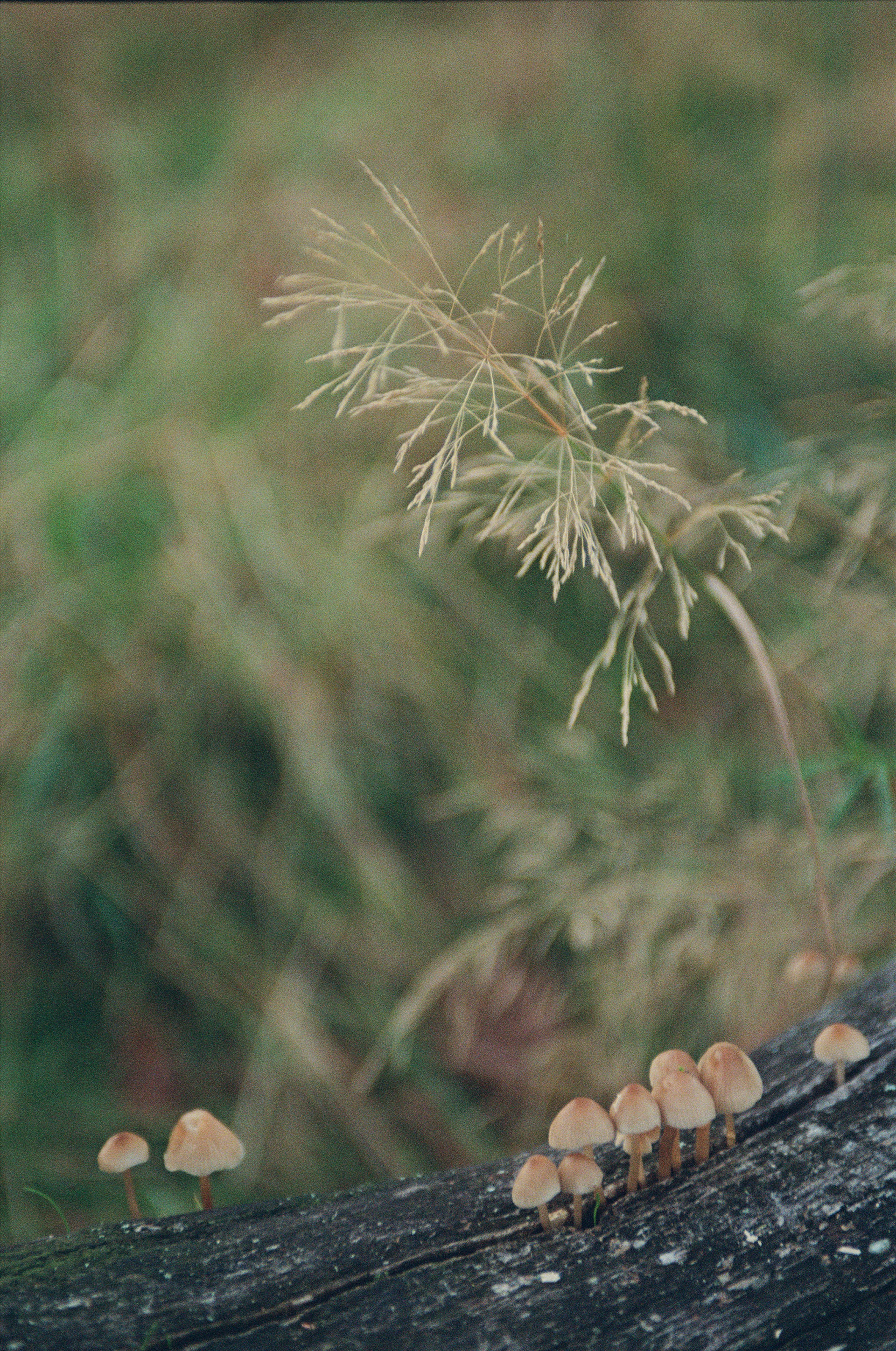 Portra 800, October 2024