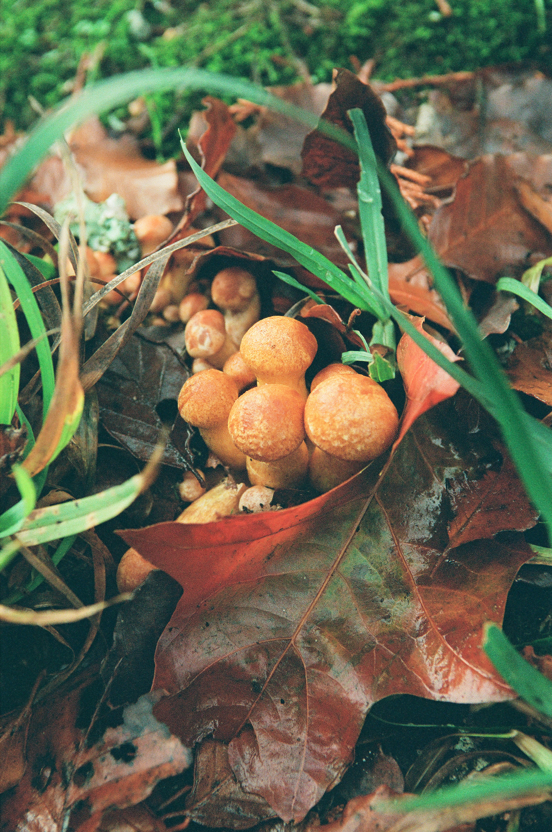 Tiny Orange Fall Mushrooms, FlicFilm Aurora 800, Nikkor 17-25mm f/2.8 ED