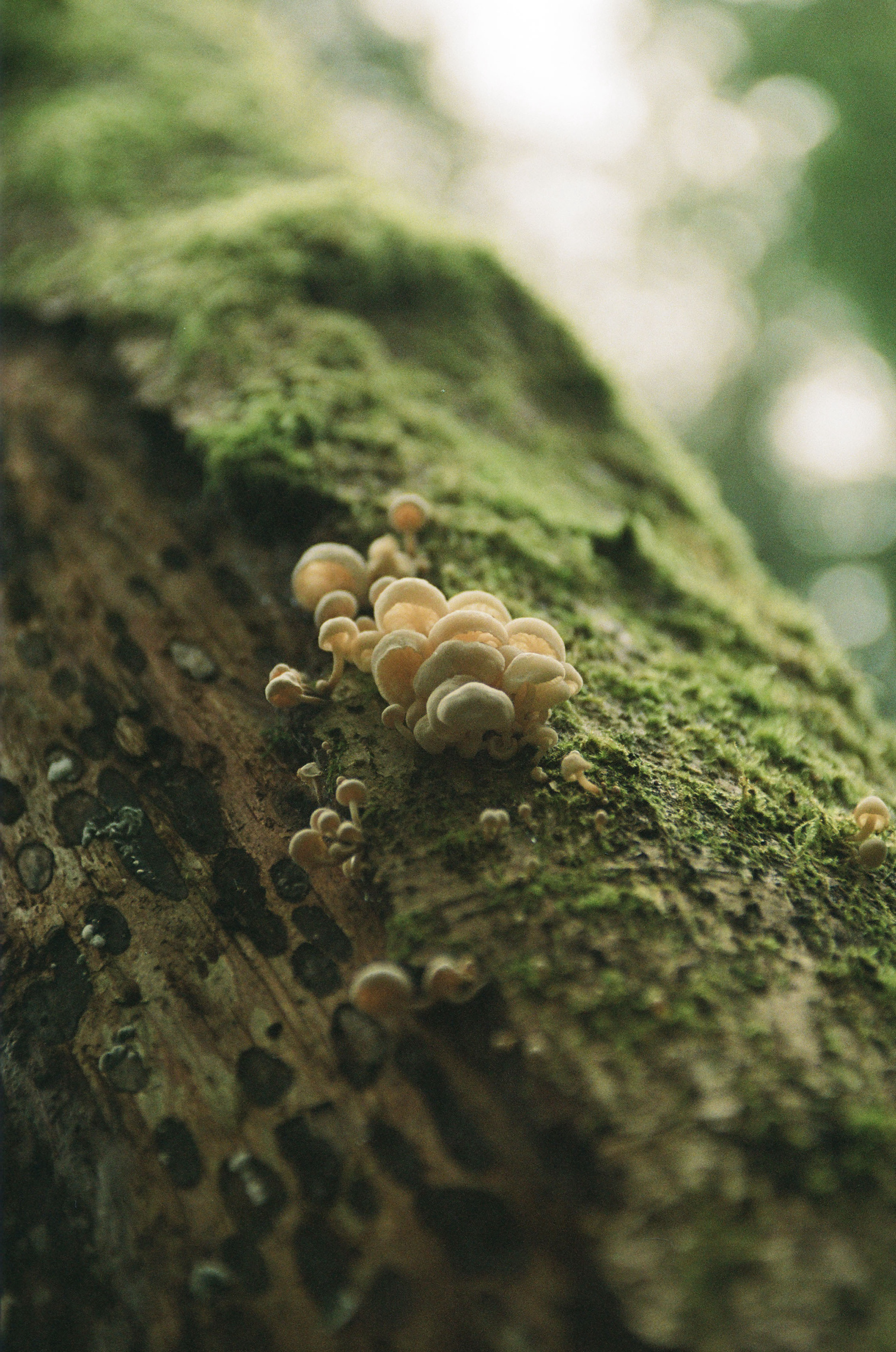 Flicfilm Aurora 800, January 2025