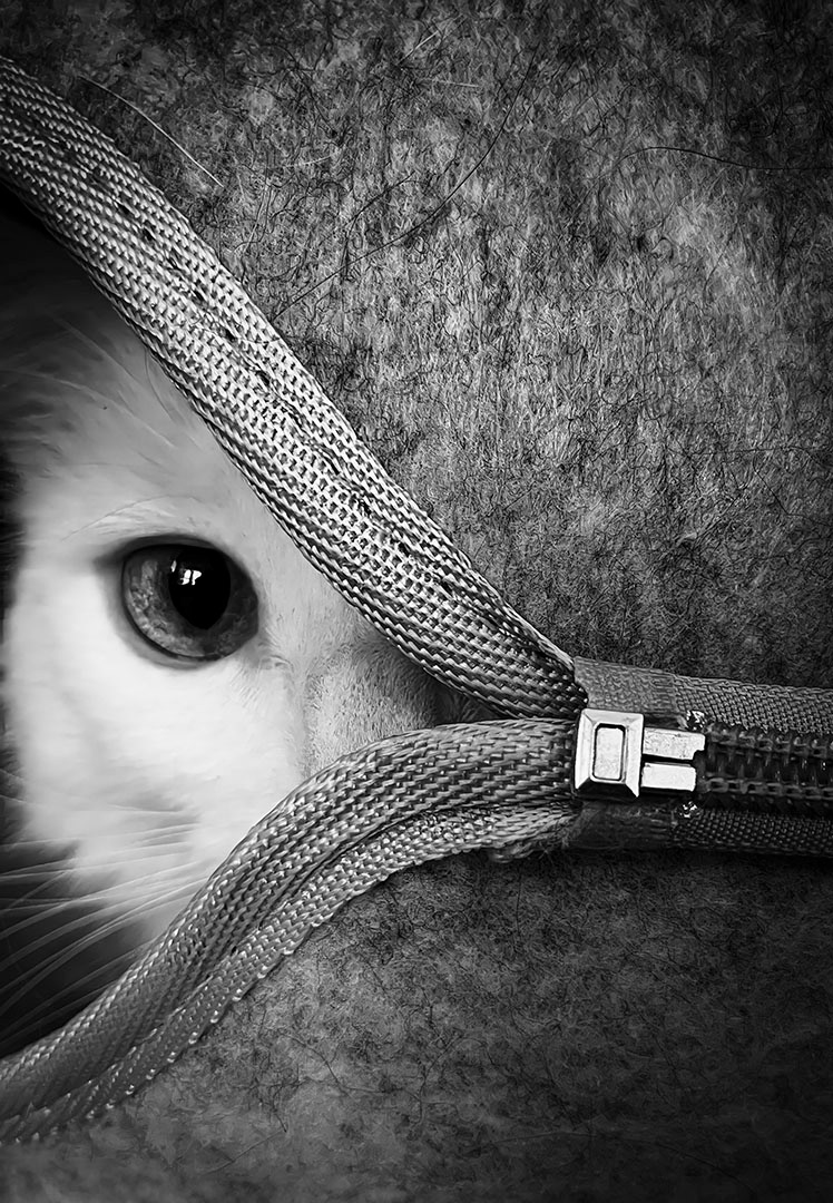 Cats Eye