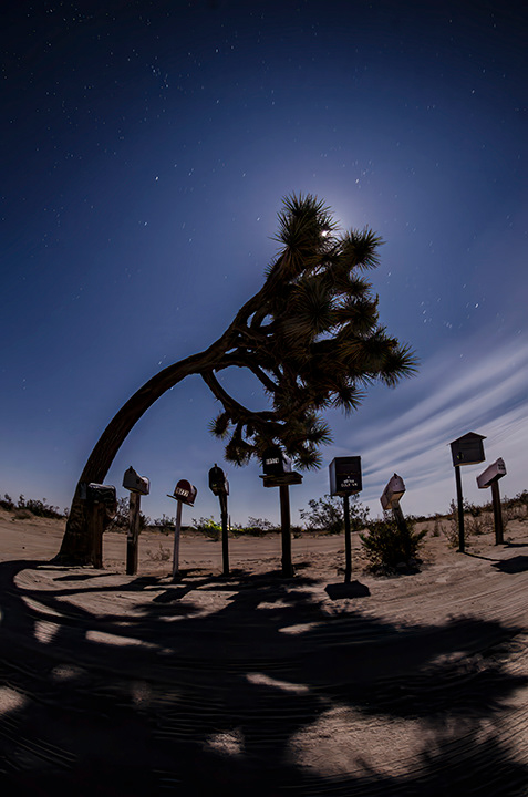 J Tree Super Moon