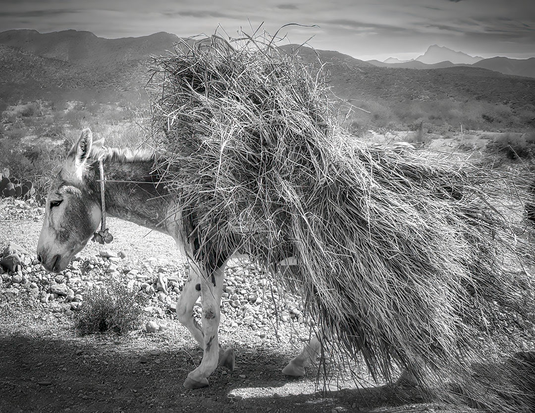 Hay! Donkey