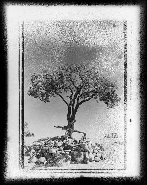 The Tree on the Hill