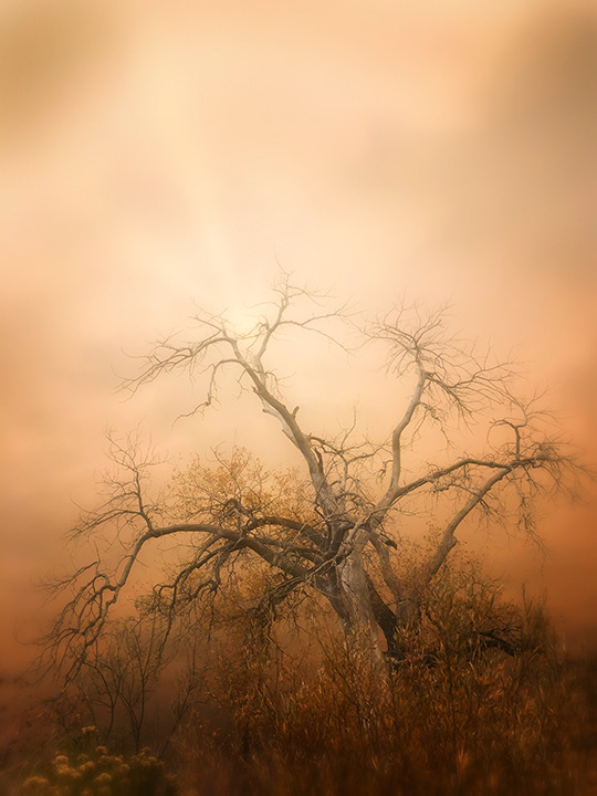 Smokey Tree